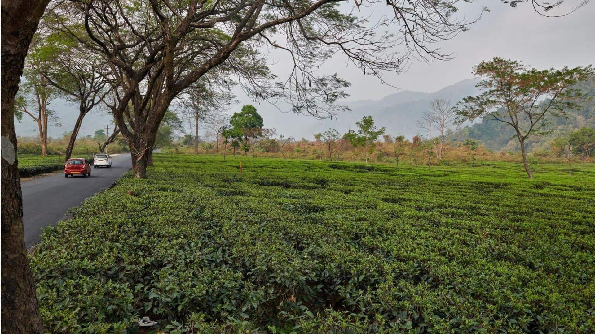 Hal yang dapat dilakukan di Darjeeling: Surga kebun teh India