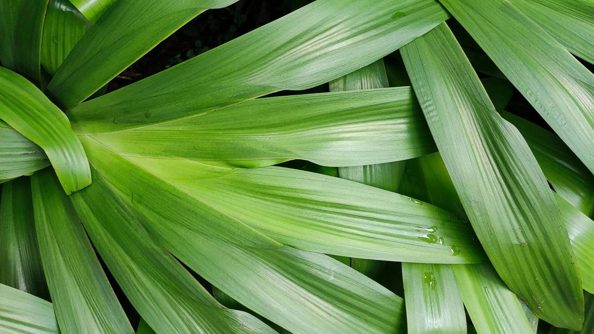 Manfaat Mengejutkan Menanam Daun Pandan di Dalam Ruangan