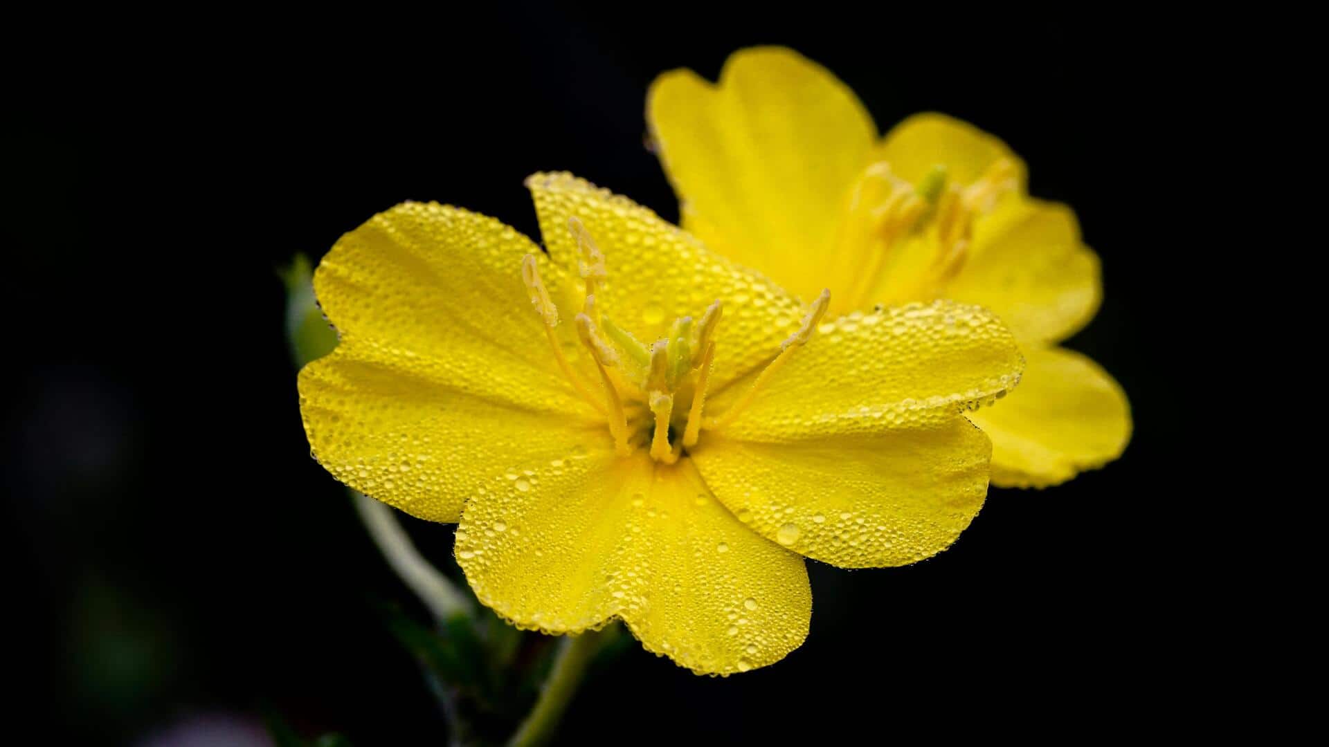 Tanaman yang Mekar Malam untuk Taman Anda