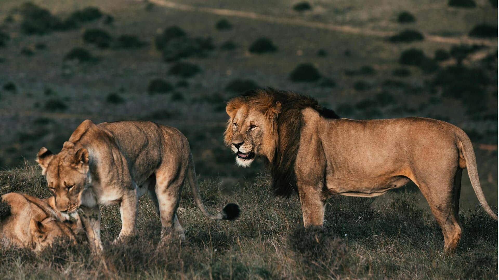 Fakta Unik tentang Keanekaragaman Hayati di Lanskap Digital