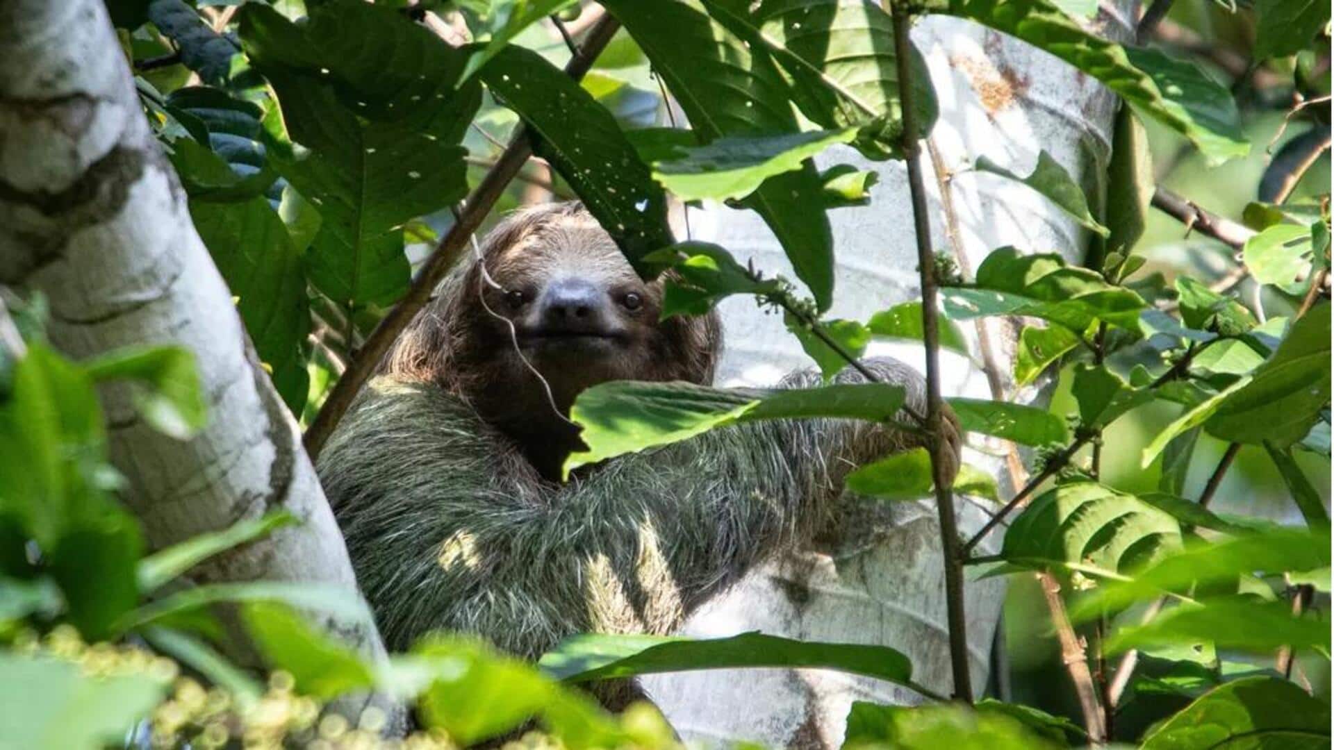 Mengungkap Kecerdasan Tersembunyi dari Kukang