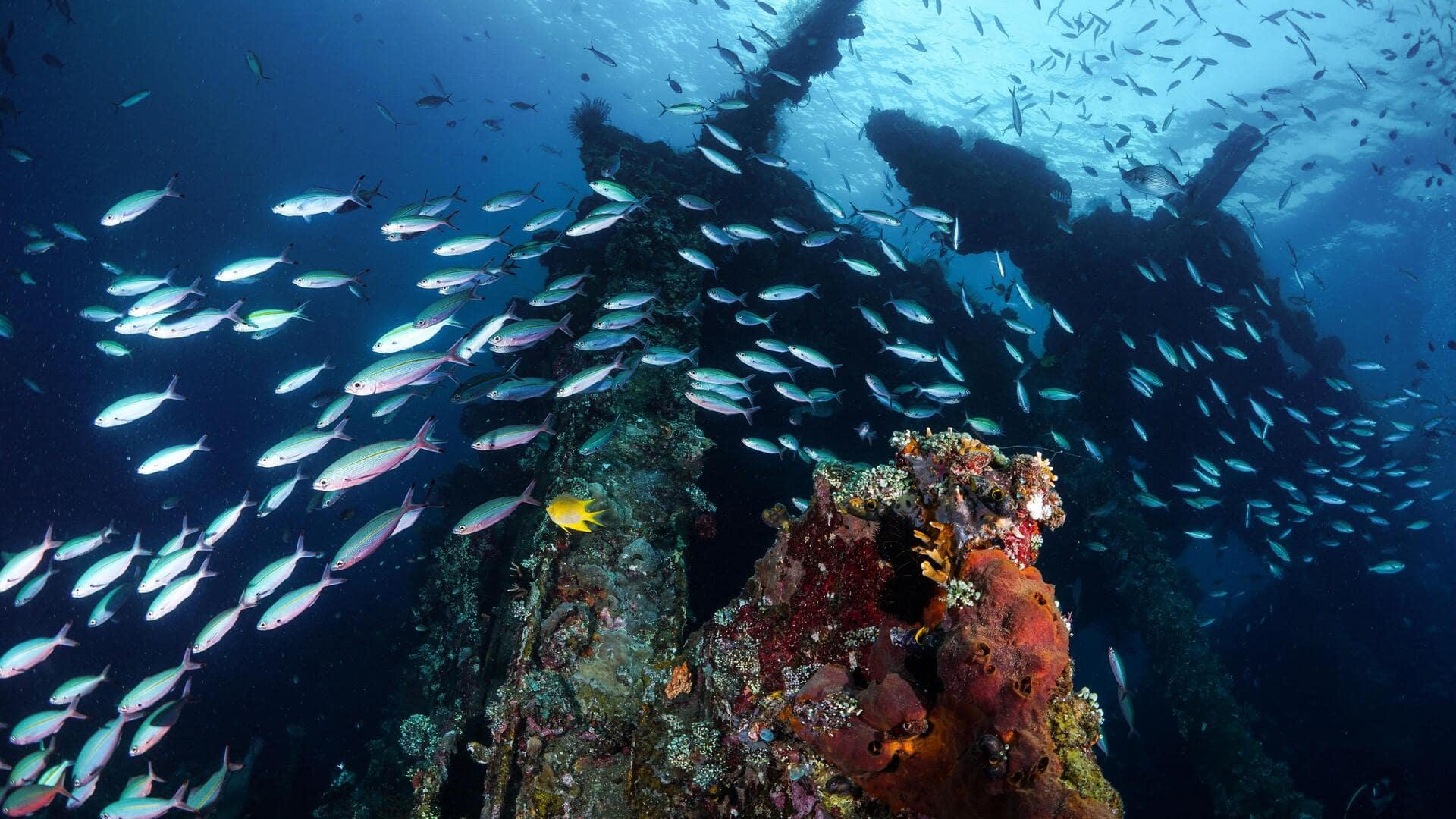 Kuil Bawah Laut Unik di Bali