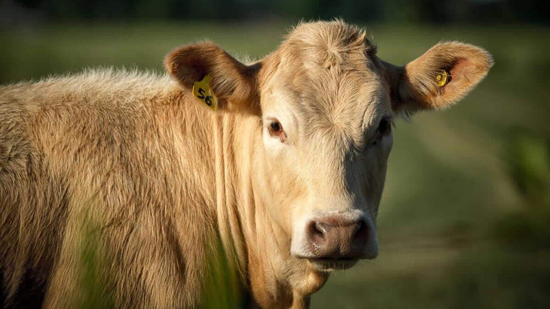 Memahami Pola Rambut yang Unik pada Sapi Memahami Pola Rambut yang Unik pada Sapi