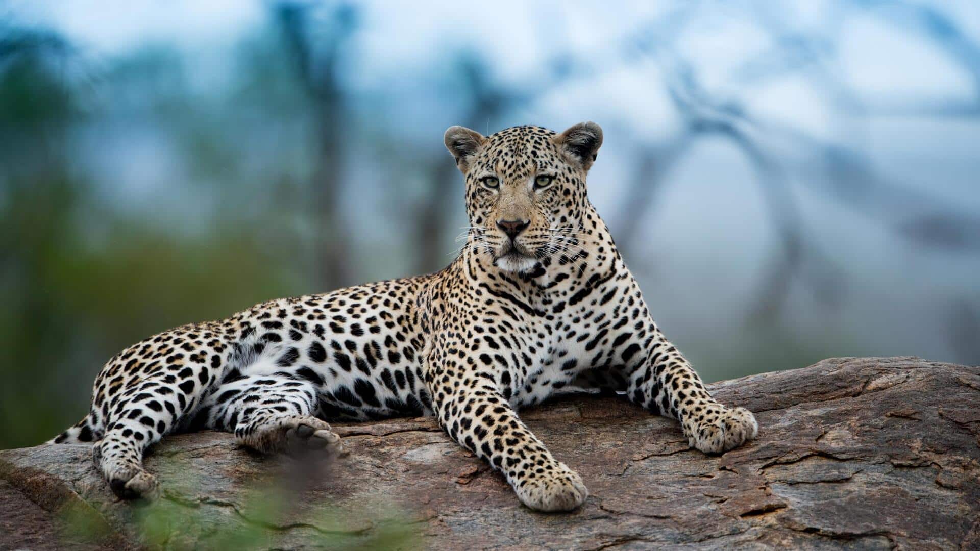 Lima Cara Unik Macan Tutul dalam Mengatasi Cuaca Panas Ekstrem