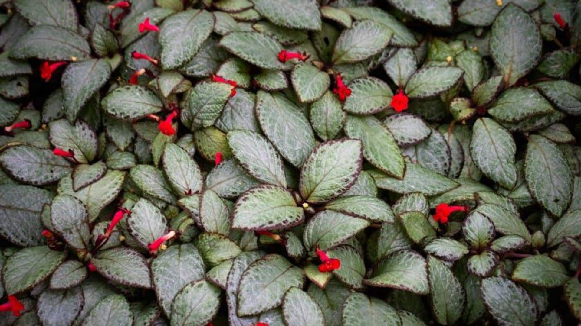 Tanaman Berdaun Perak untuk Taman Tropis Teduh