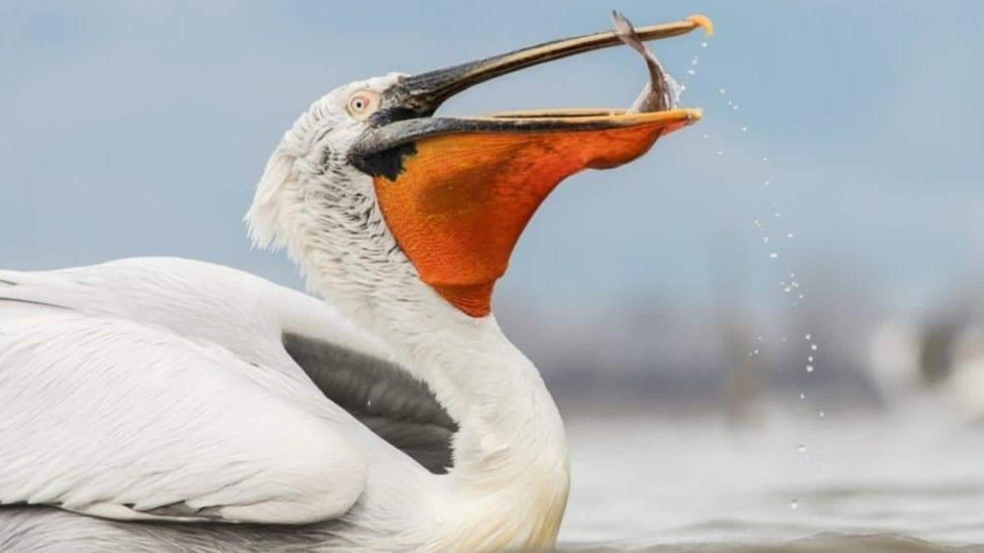 Mengungkap Strategi Berburu Pelikan yang Jarang Diketahui