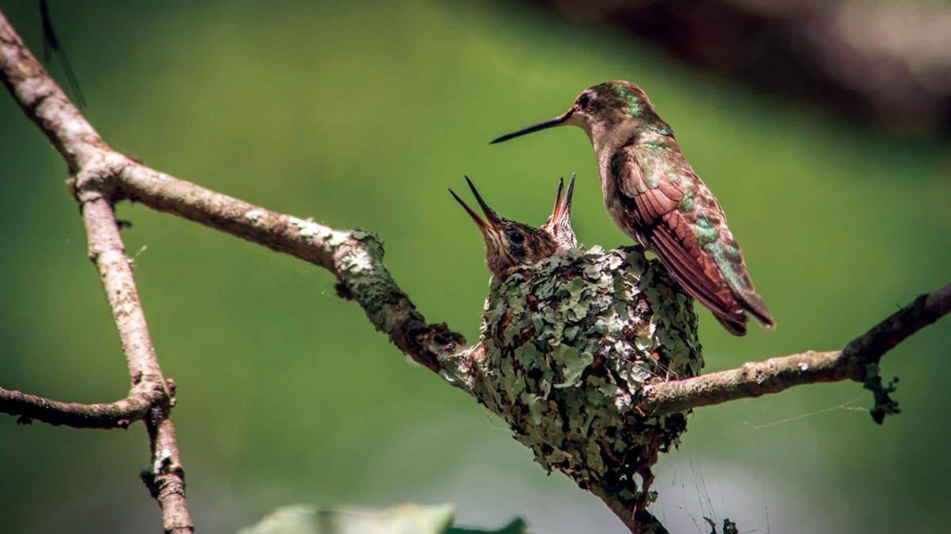 Fakta Menarik tentang Sarang Burung Kolibri dan Arsitekturnya yang Unik Fakta Menarik tentang Sarang Burung Kolibri dan Arsitekturnya yang Unik