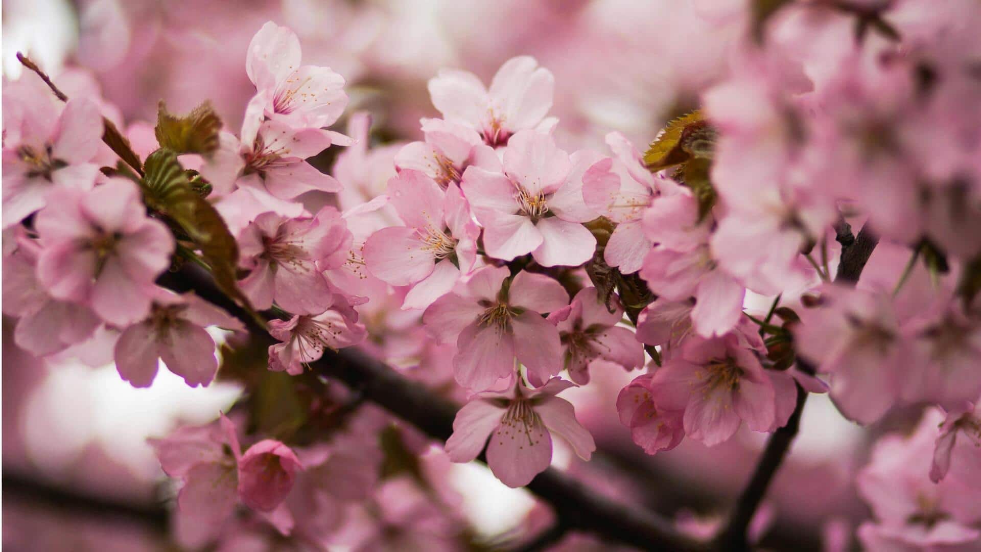 Lima Tempat Terbaik untuk Melihat Bunga Sakura di Korea Selatan