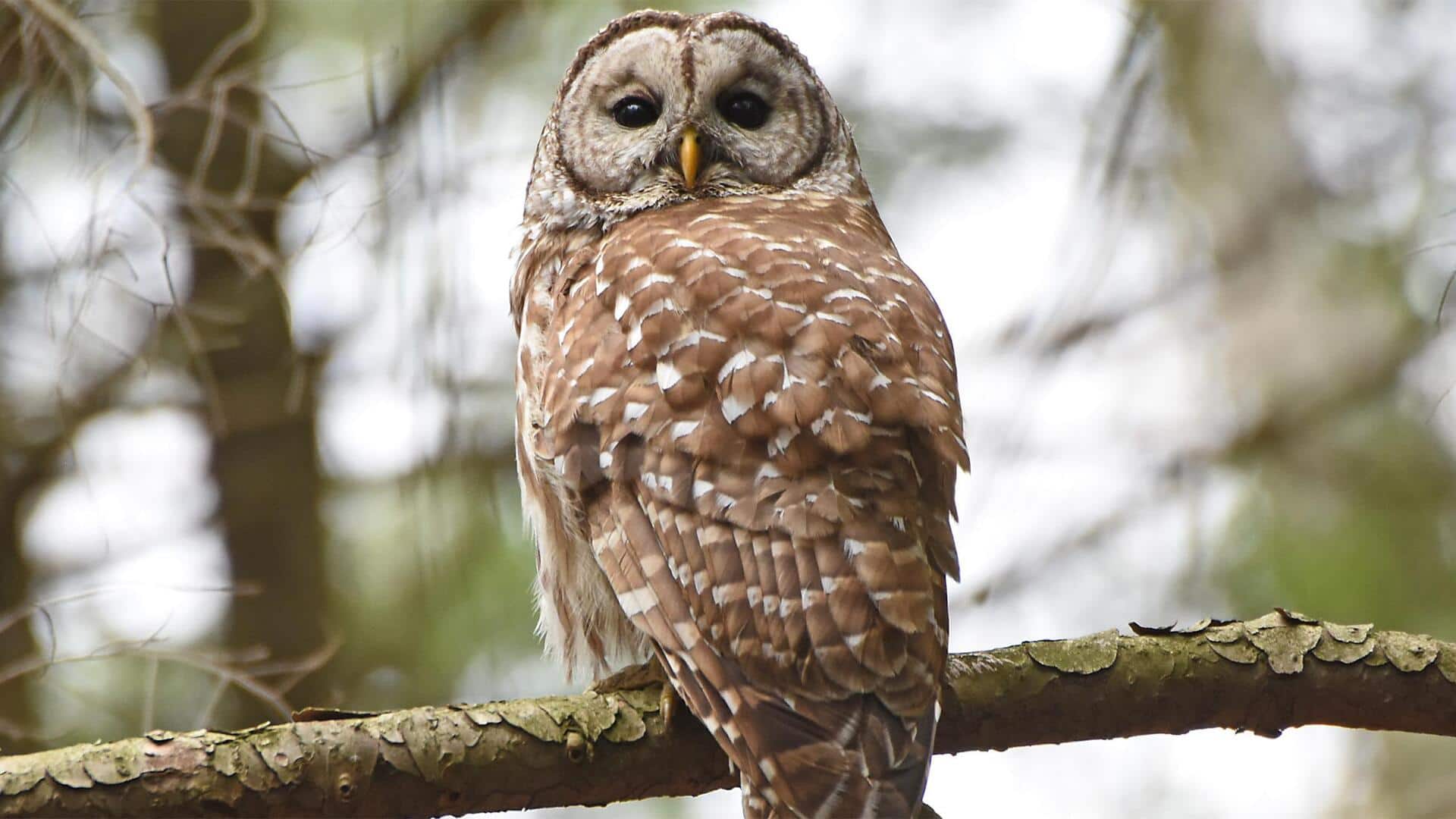 Rotasi Kepala Burung Hantu: Memahami Fleksibilitas Lehernya yang Menakjubkan