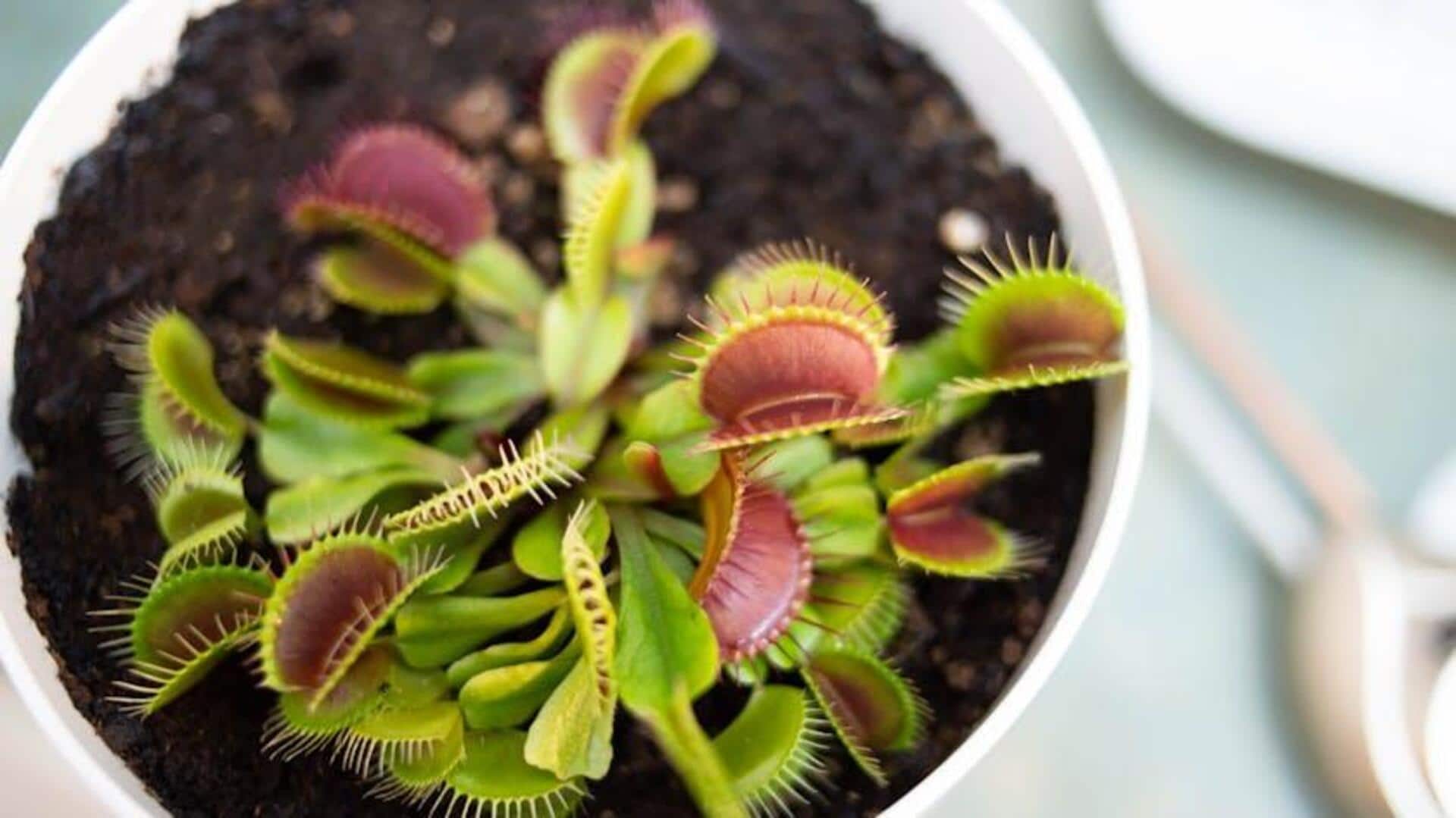 Cara Merawat Perangkap Lalat Venus dengan Baik