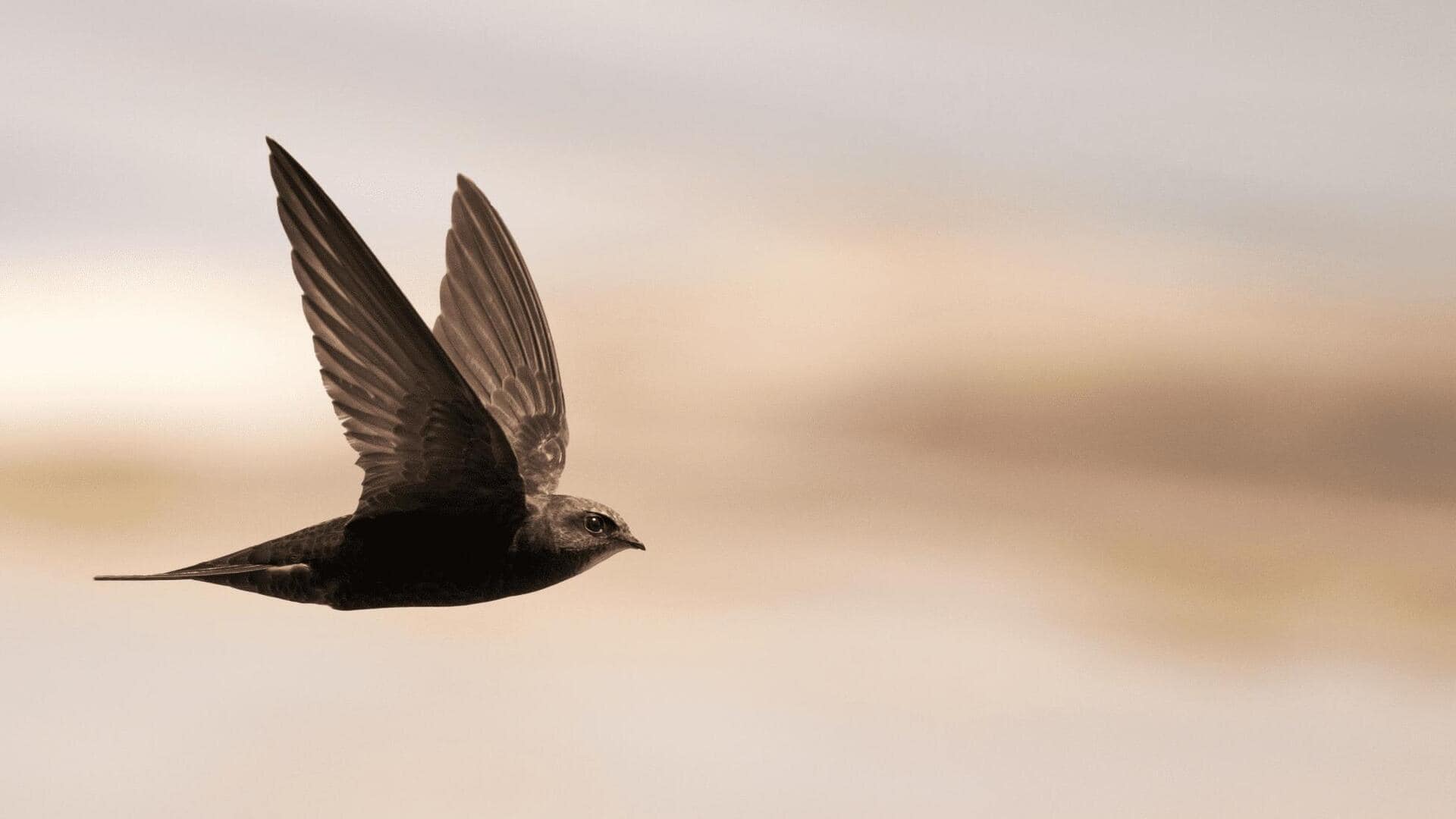 Rahasia Navigasi Malam Burung Swift