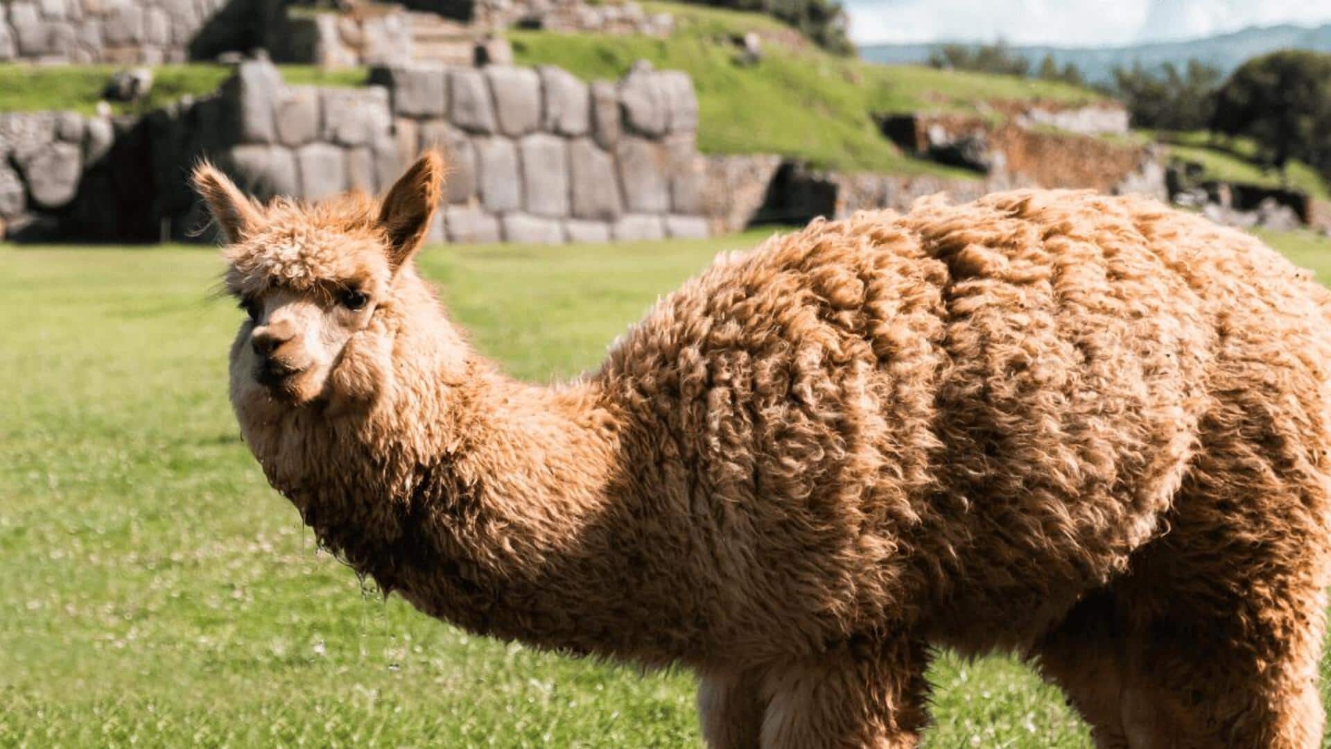 Peran Alpaka dalam Ekologi dan Keanekaragaman Hayati