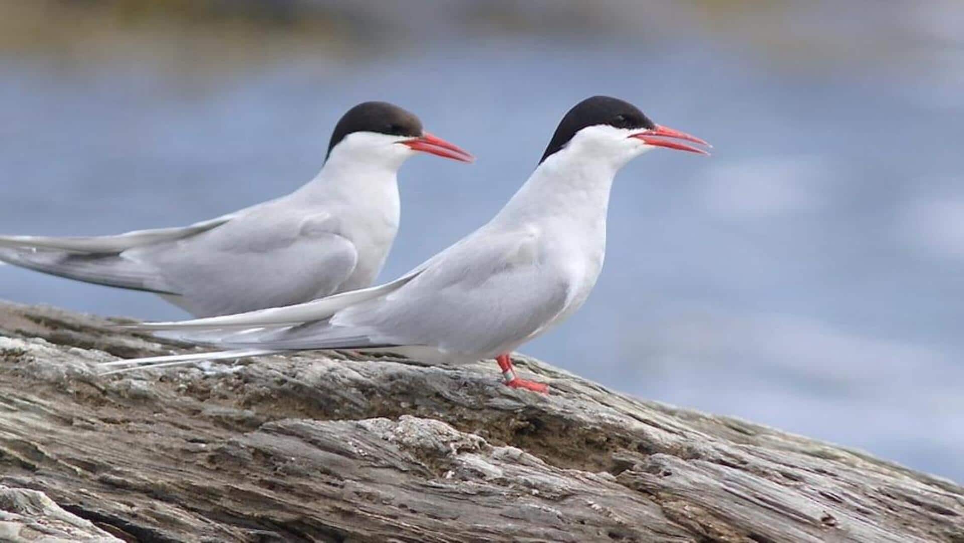 Penjelajahan Burung Dara Laut Artik: Migrasi Terpanjang di Dunia