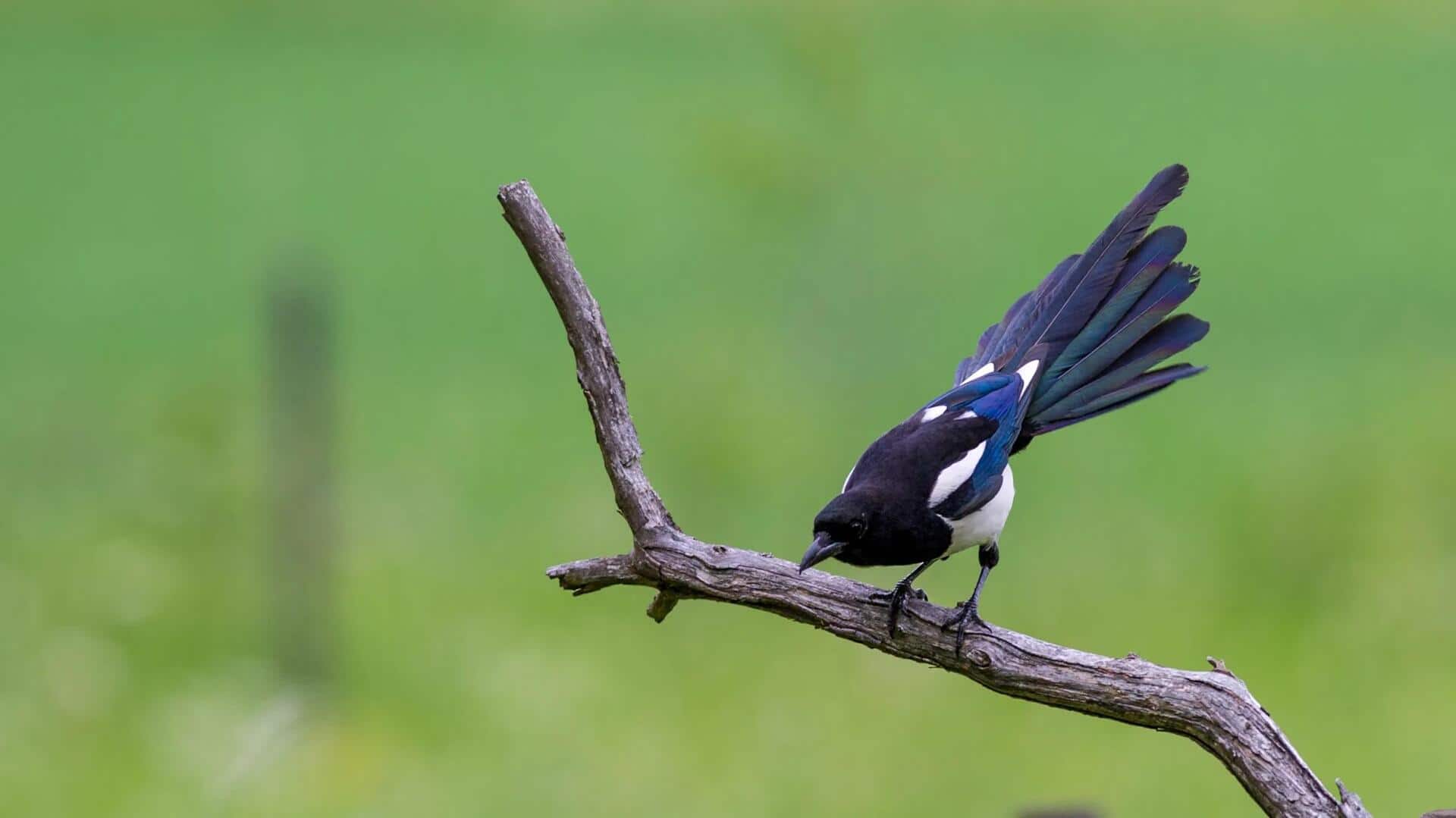Mengungkap Keindahan Pola Warna Bulu Burung Magpie yang Menakjubkan