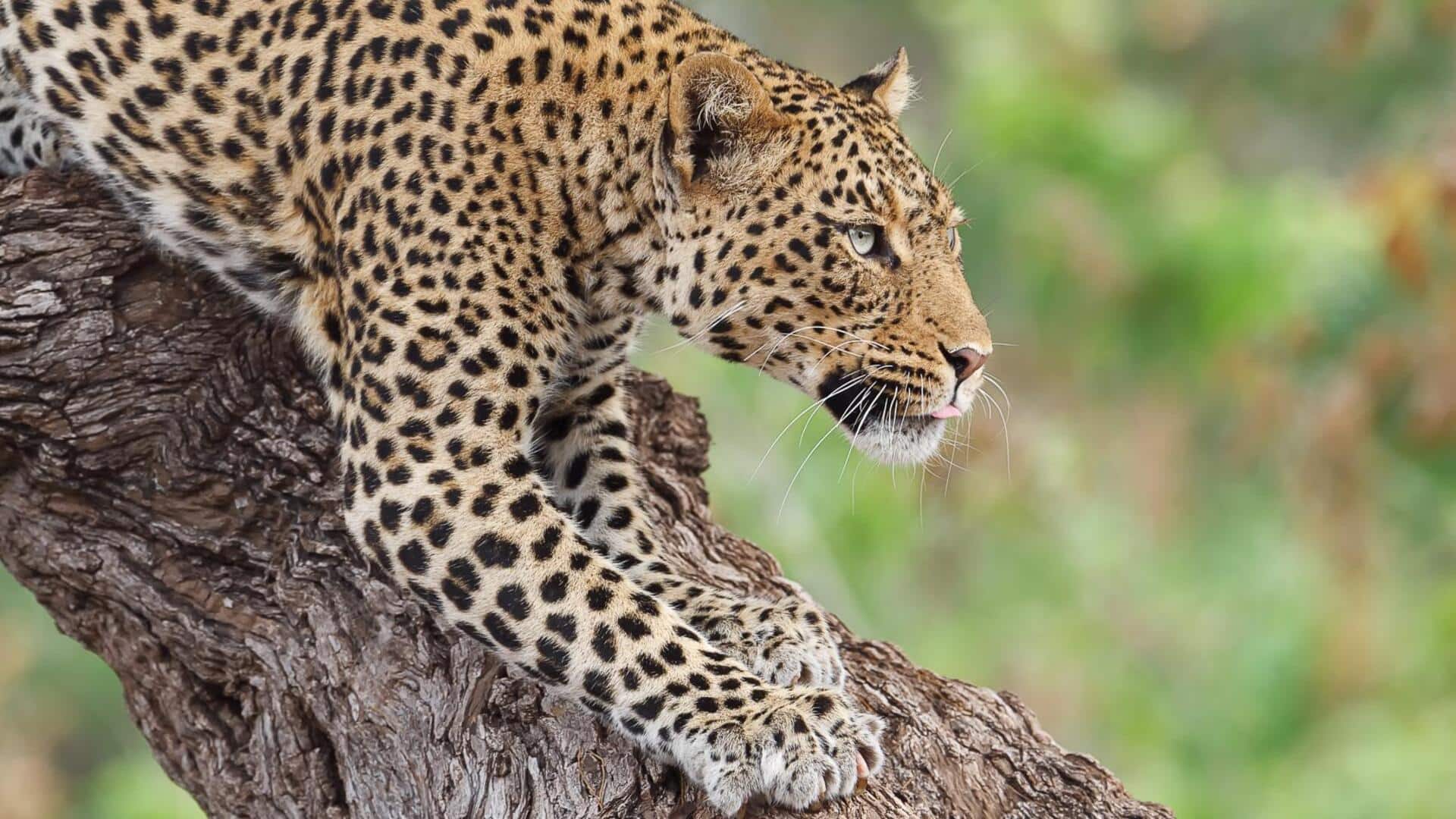 Mengungkap Lima Kebiasaan Garukan Unik dari Macan Tutul