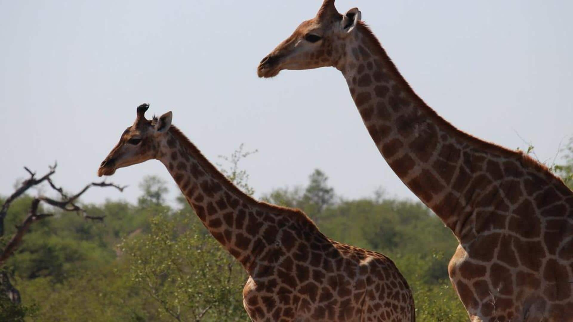 Menjelajahi keindahan Timbavati Private Nature Reserve, Afrika Selatan