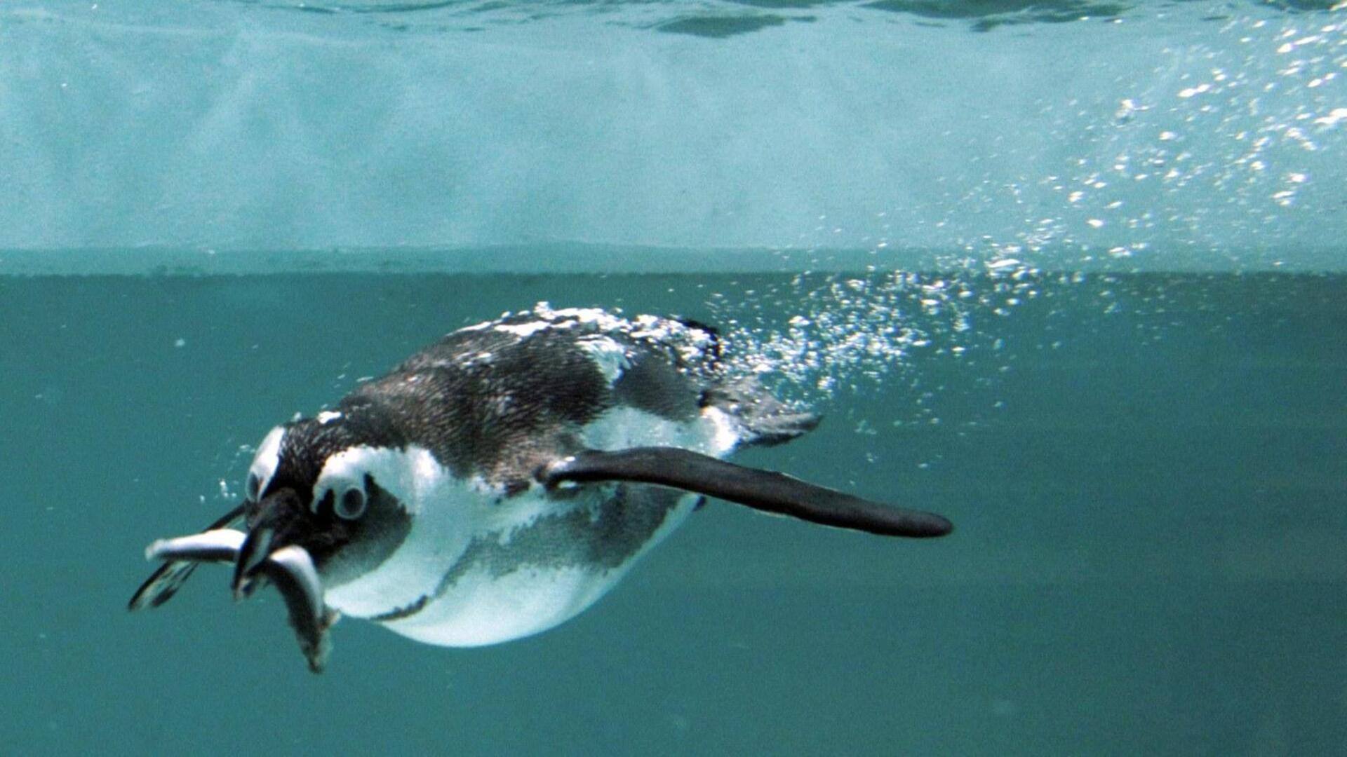 Lima Makanan Unik yang Disukai Penguin Adelie