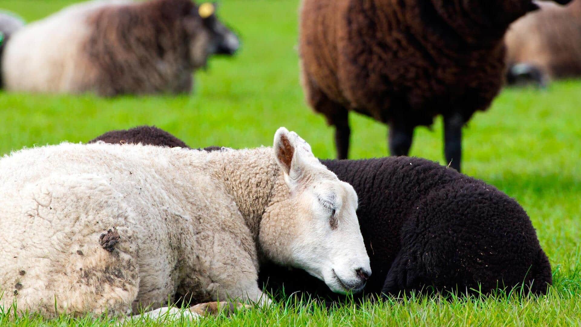 Mengamati Pola Tidur Domba di Alam Liar