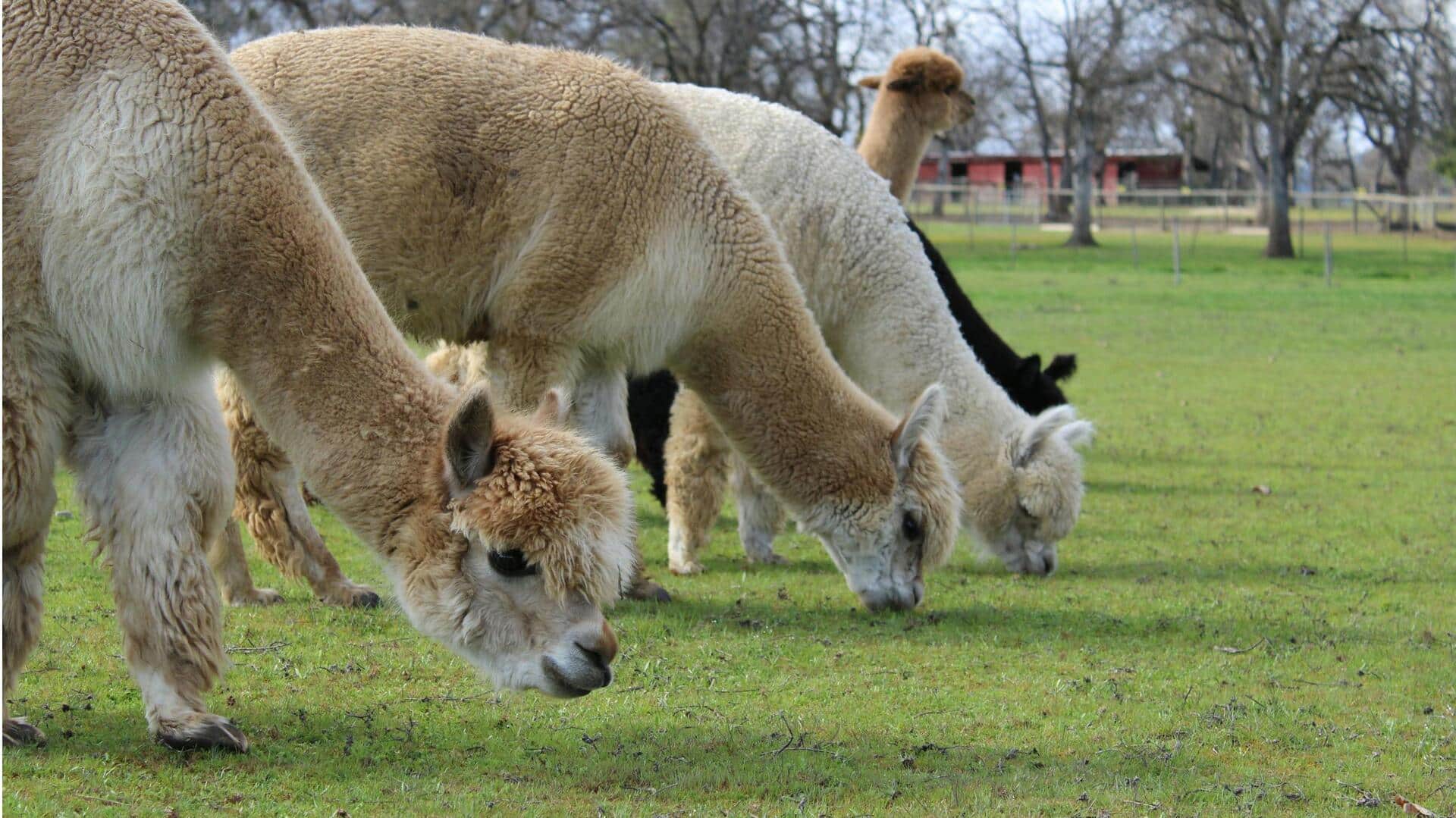 Lima Cara Mengejutkan Alpaka dalam Menjaga Tubuhnya Tetap Terhidrasi