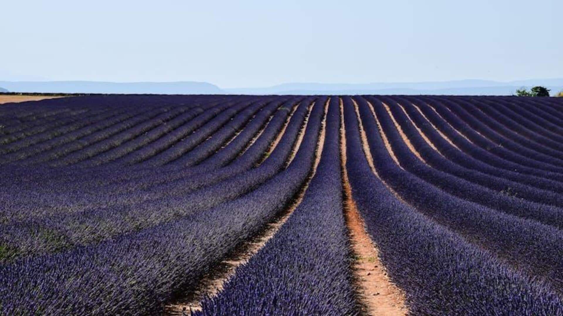 Menjelajahi Ladang Lavender yang Menawan di Provence, Prancis