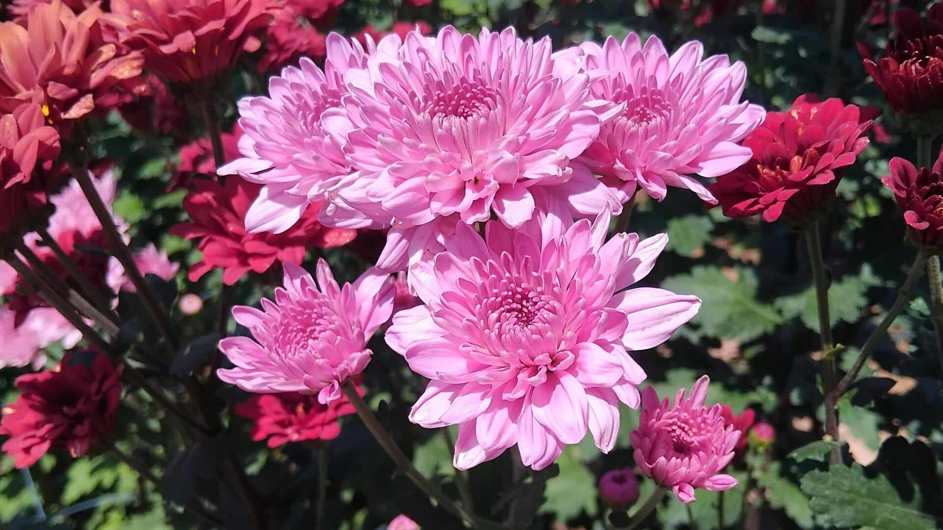 Menanam Krisan di Dalam Ruangan: Rahasia Bunga yang Berwarna-warni