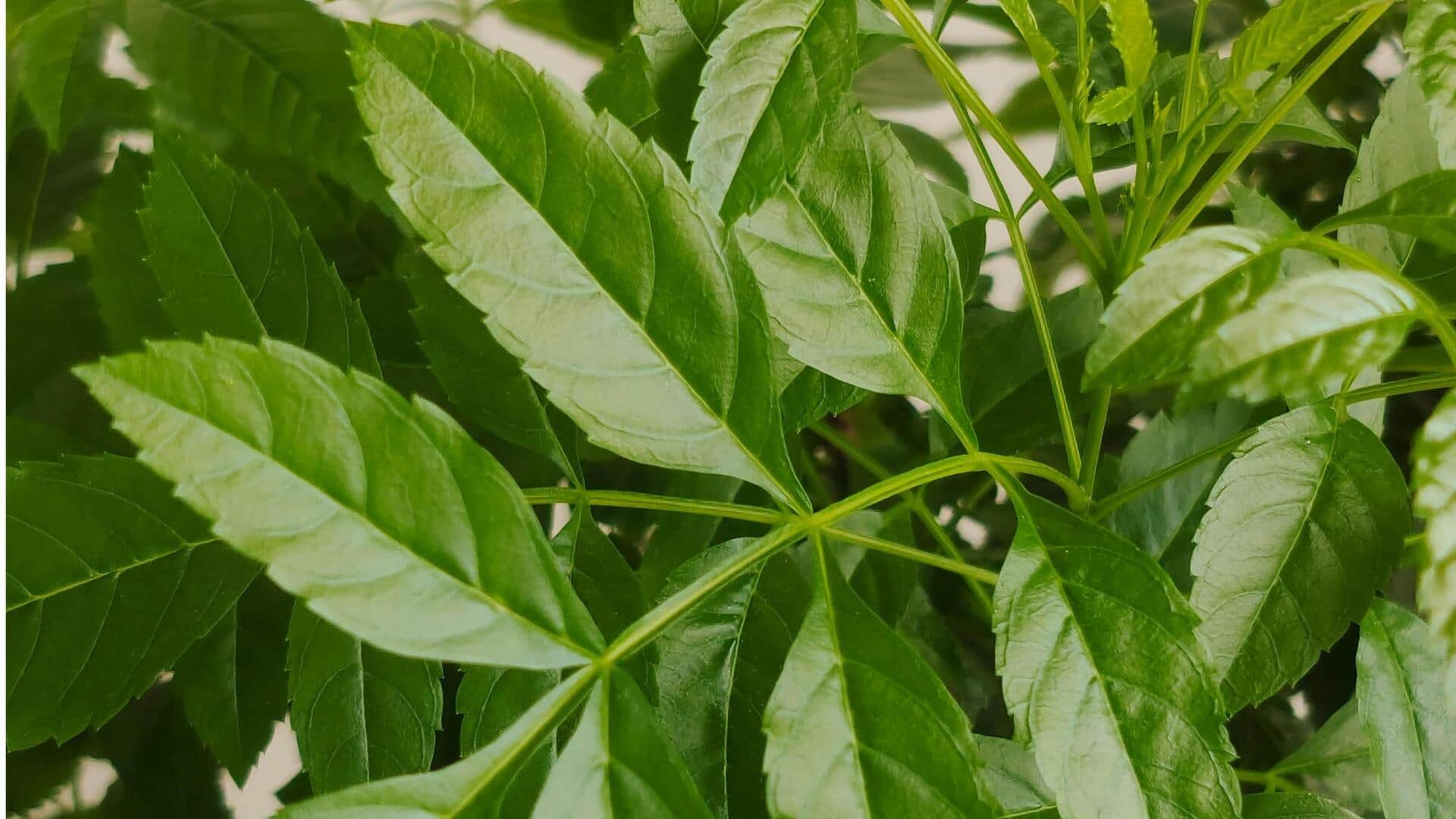 Manfaat Daun Mimba dalam Berkebun di Kota