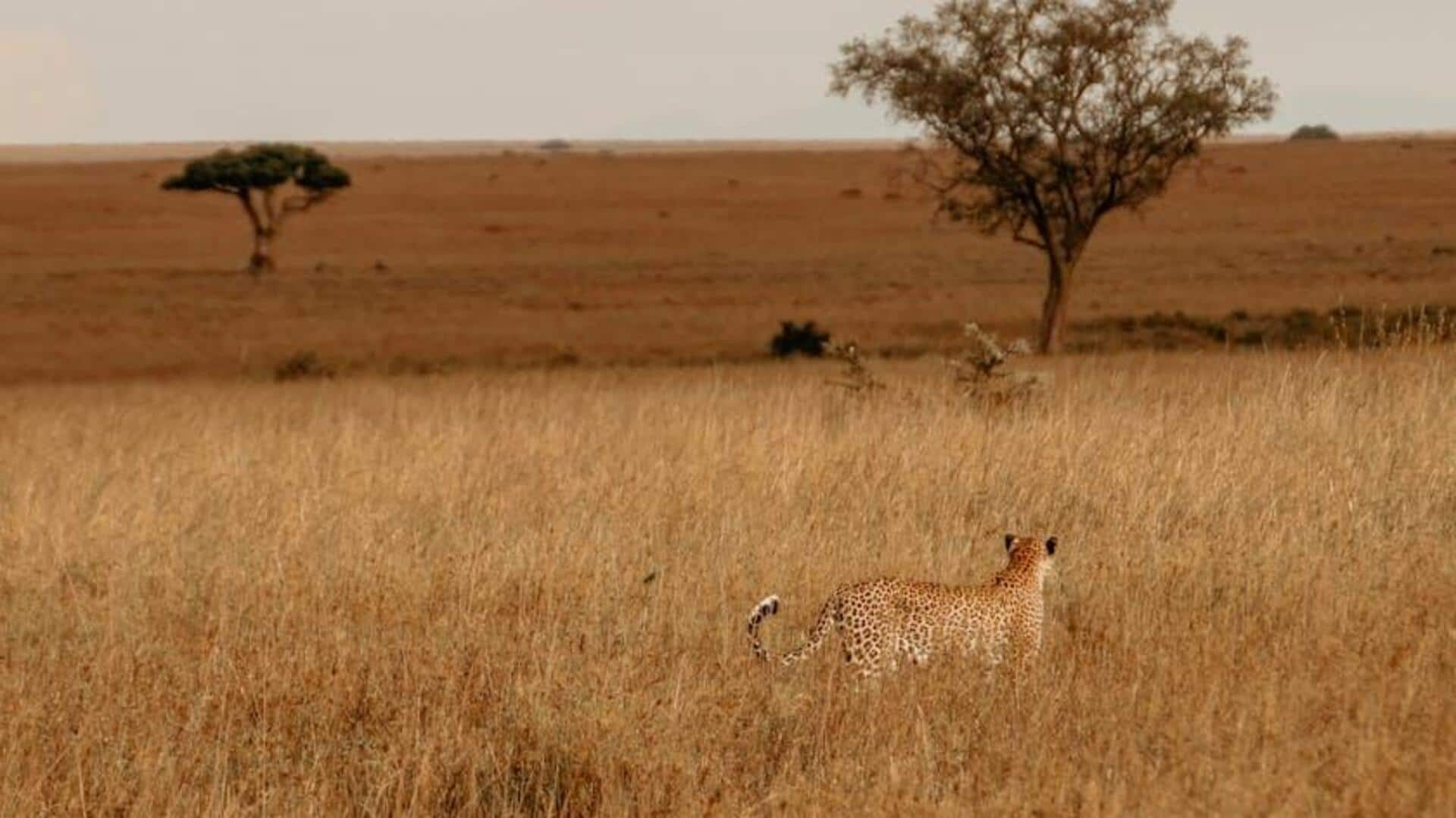 Menikmati Safari Balon di Serengeti, Tanzania