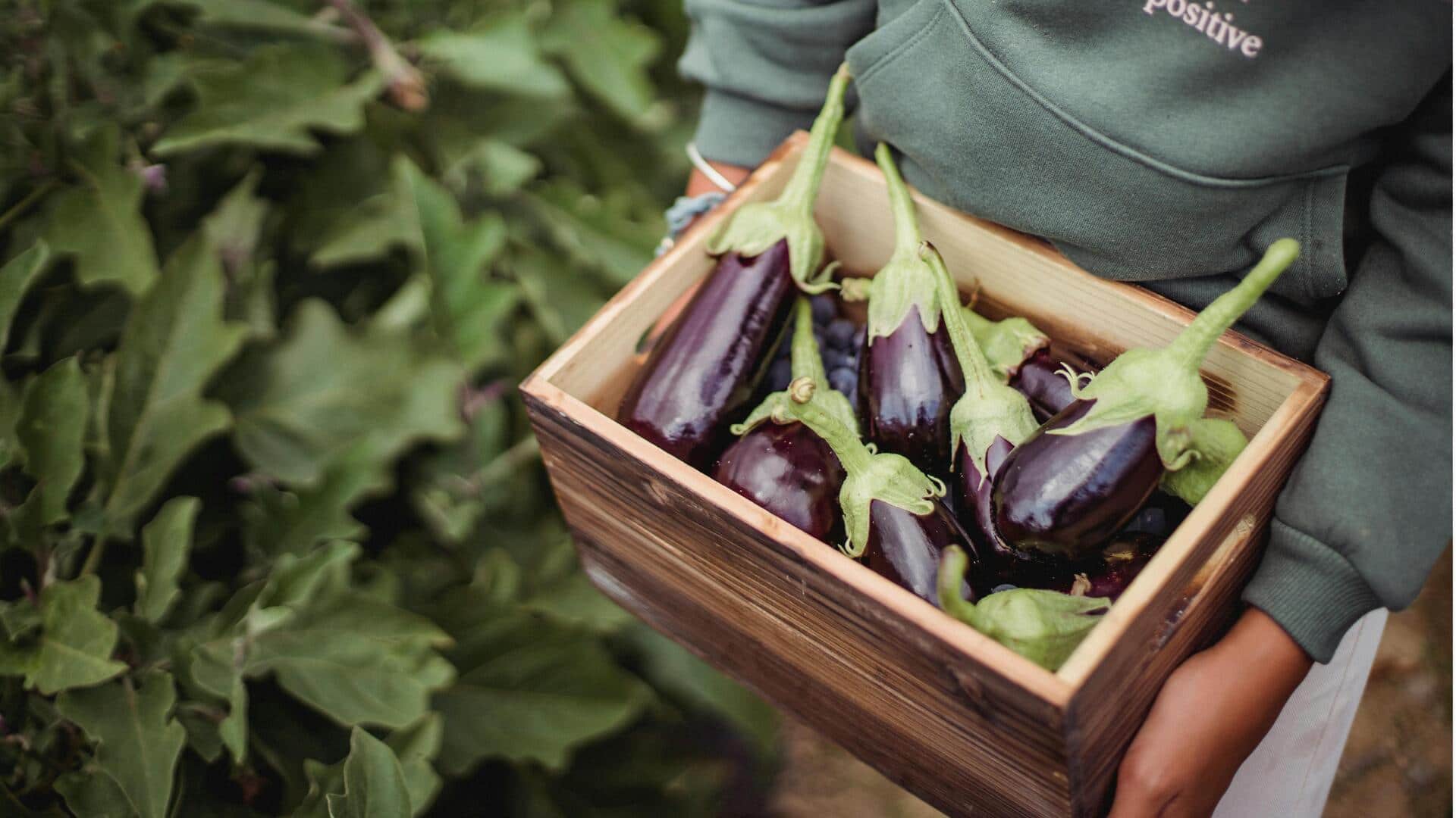 Lima Tanaman Sayuran Tahan Kekeringan untuk Kebun Tropis