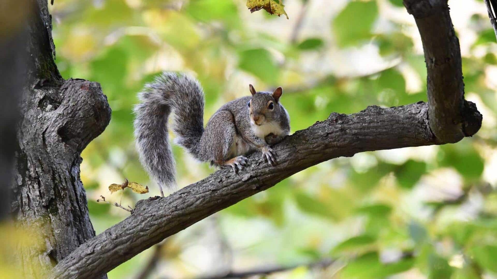 Fakta Menarik tentang Sifat Teritorial Tupai di Alam Liar