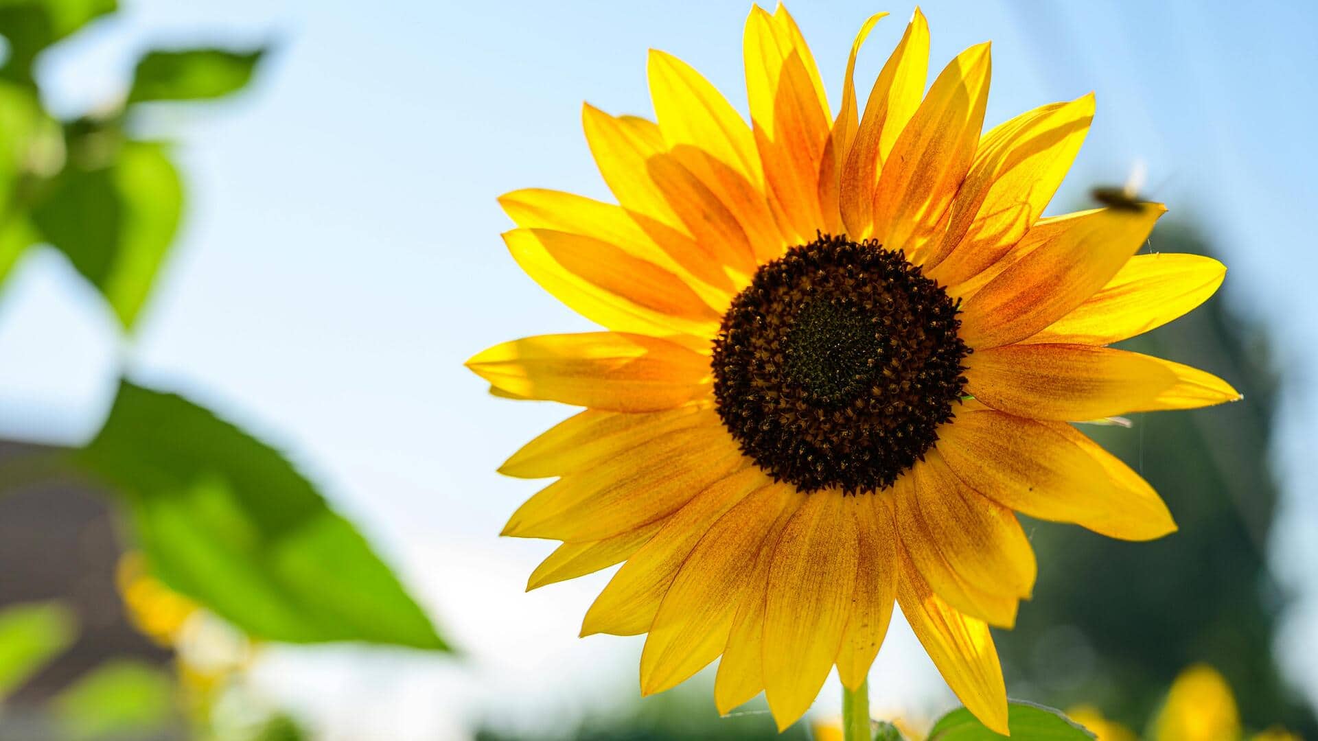 Lima Ladang Bunga Matahari Menakjubkan di Spanyol Selatan