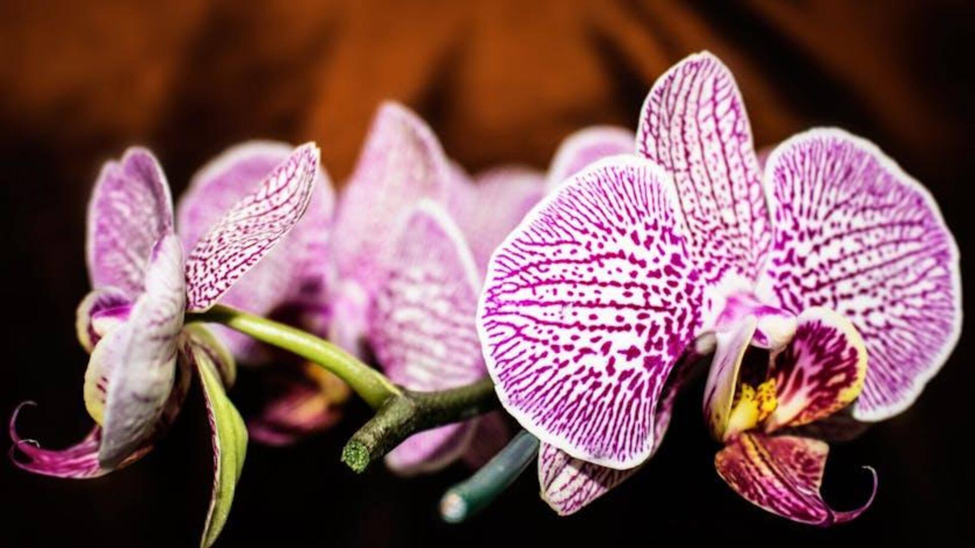 Cara Menanam Anggrek Beraroma Manis di Dalam Ruangan