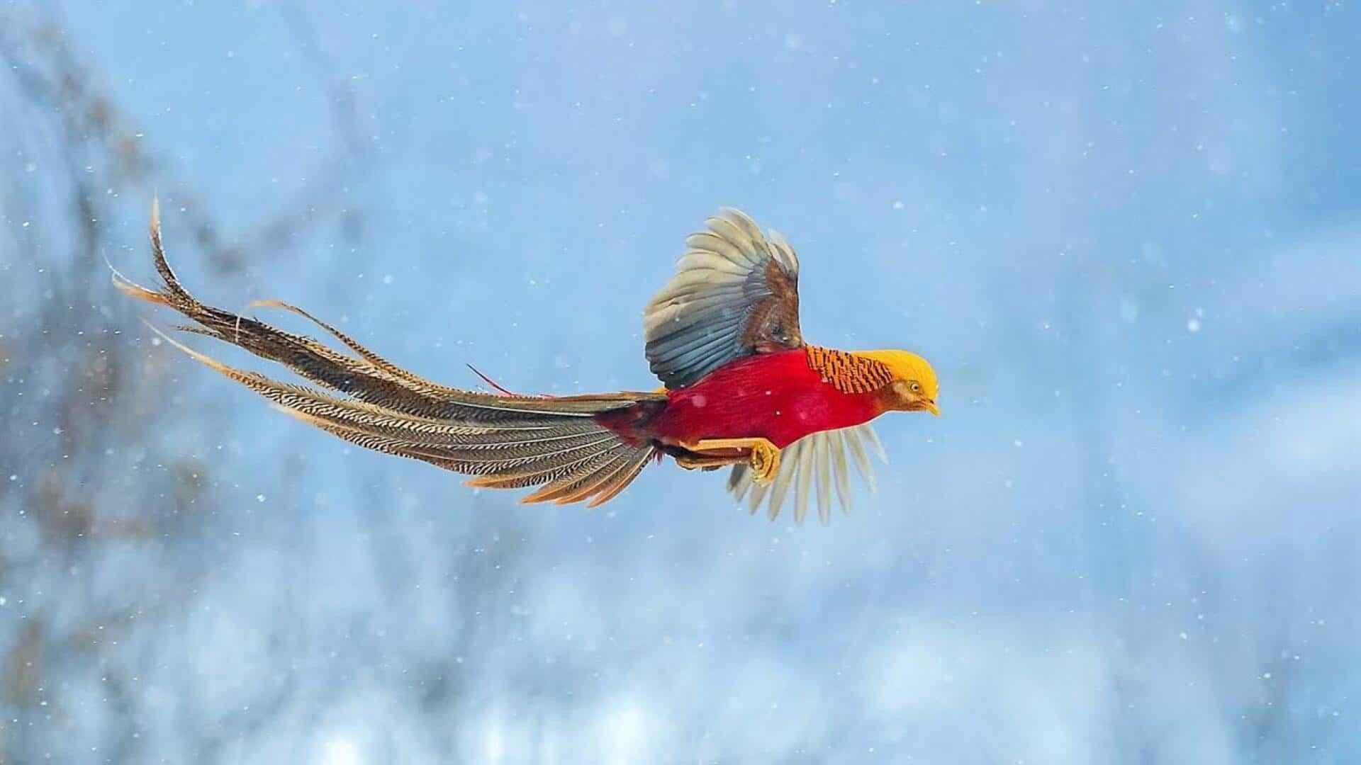 Pola Unik pada Bulu Burung Pegar Emas dan Signifikansinya