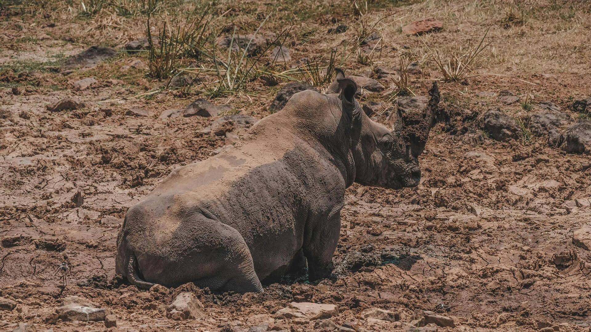 Mengungkap Kebiasaan Harian Badak yang Mengejutkan