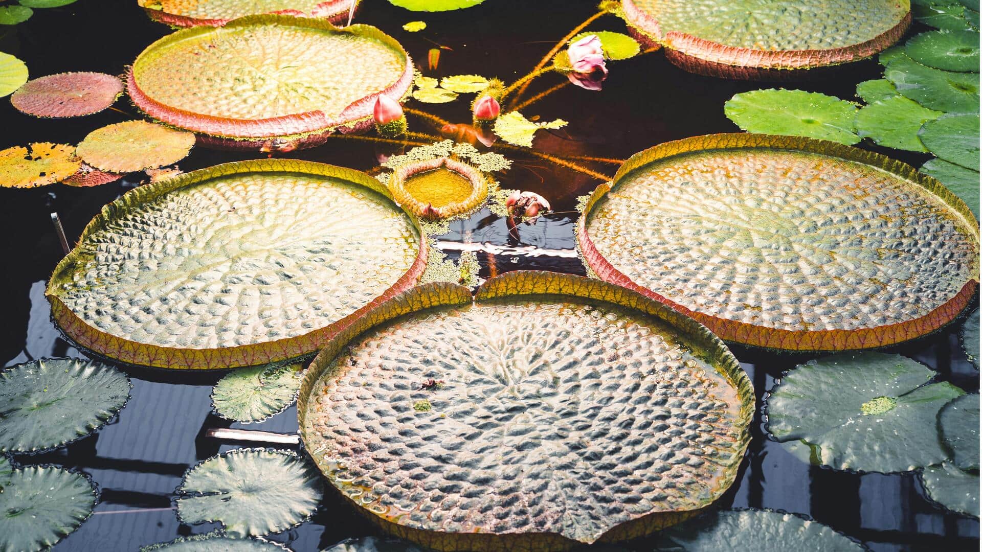 Fakta Menarik tentang Teratai Raksasa