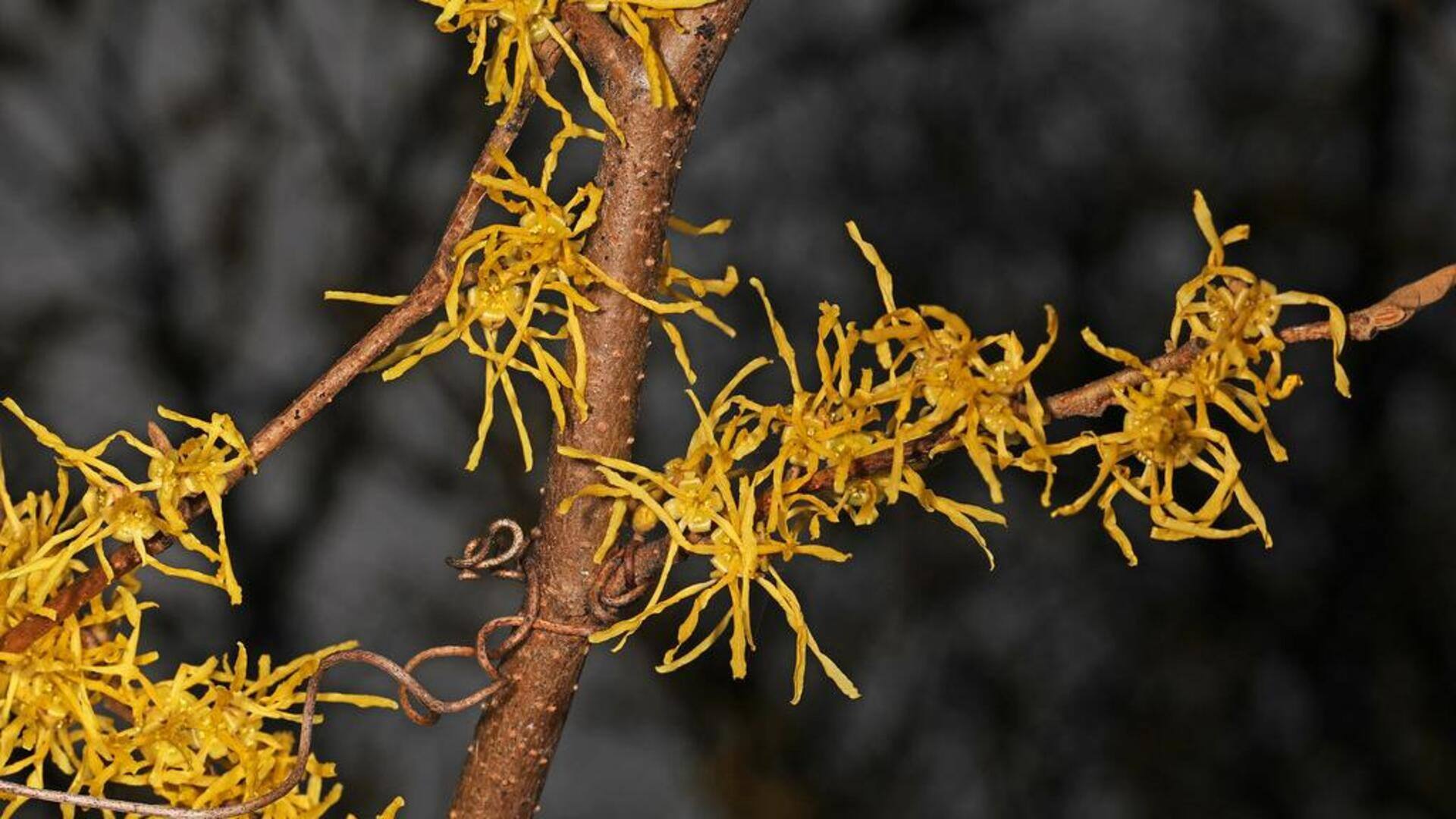 Manfaat Witch Hazel untuk pori dan kulit Manfaat Witch Hazel untuk pori dan kulit