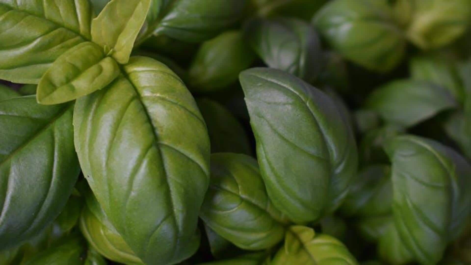 Tanaman Rempah yang Menarik untuk Ditanam di Ambang Jendela Indonesia