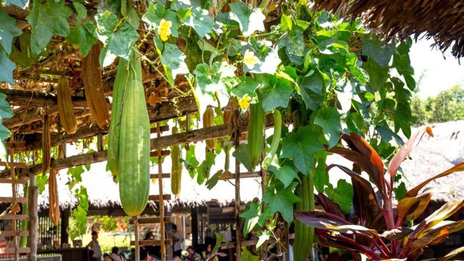 Rahasia Menanam Luffa di Dalam Ruangan