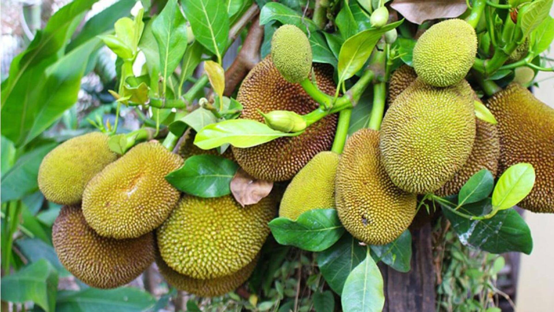 Hidangan Kreatif Berbahan Dasar Nangka yang Wajib Anda Cicipi