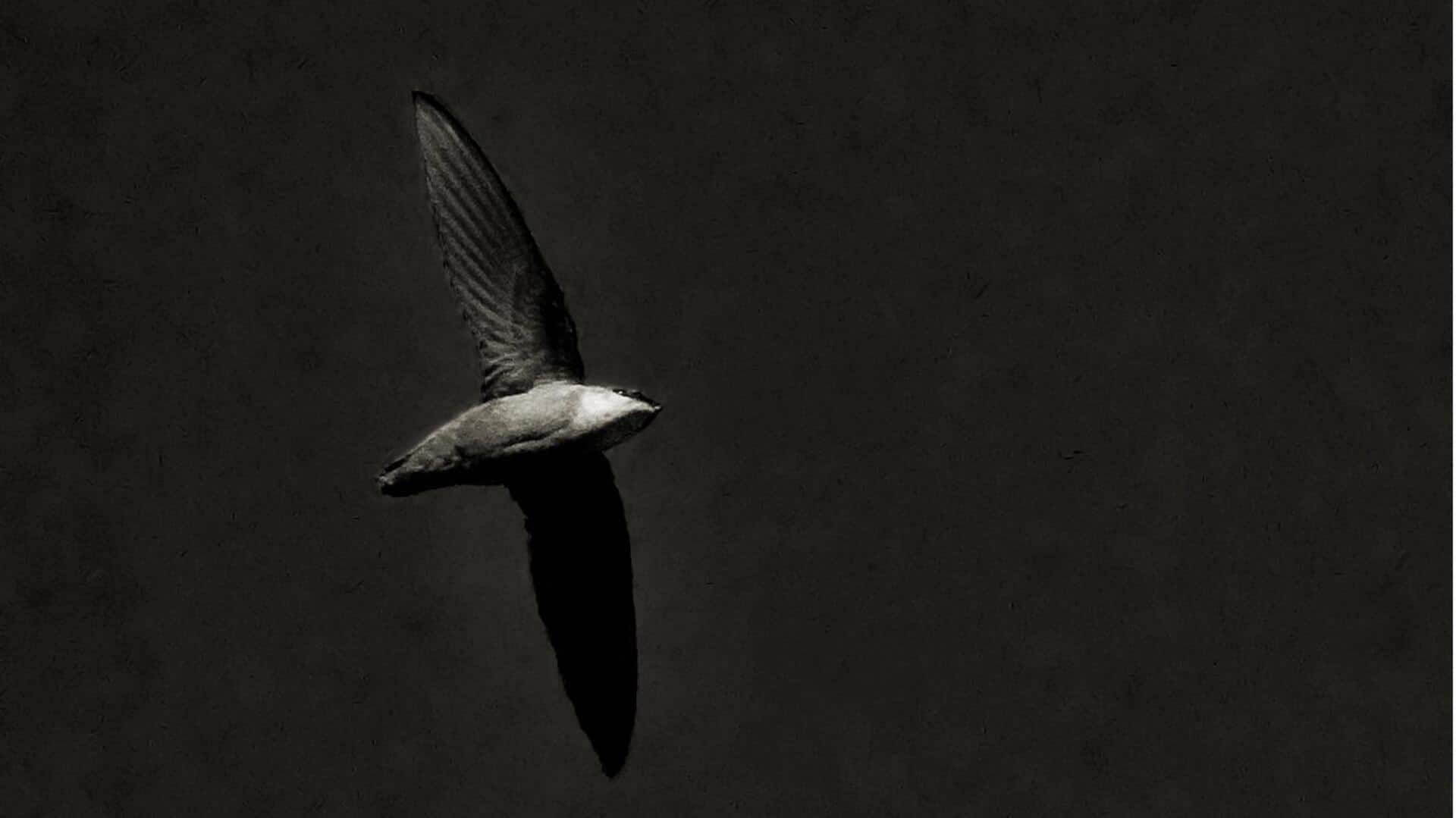 Adaptasi Unik Burung Swift dalam Mencari Makanan di Malam Hari