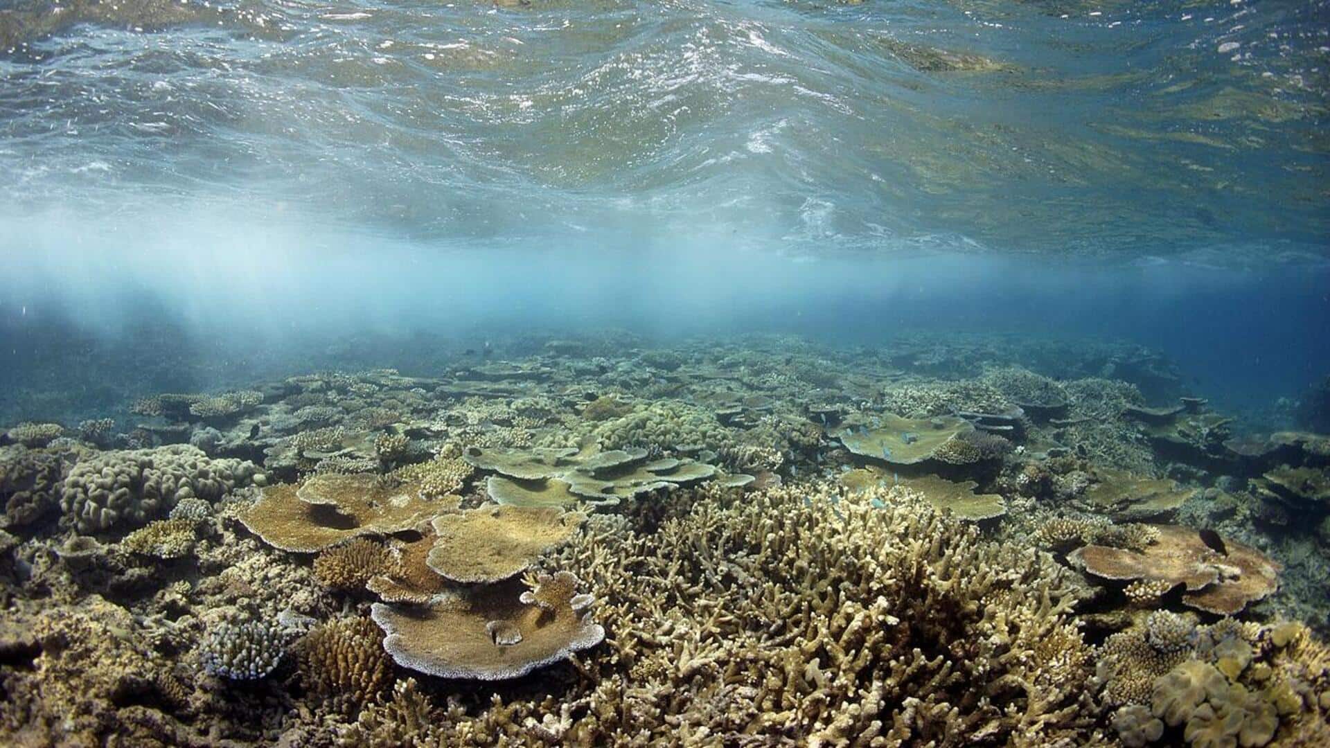 Keajaiban Great Barrier Reef di Australia