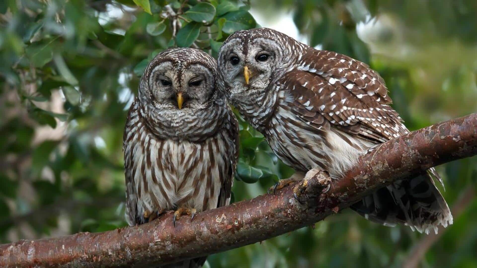 Lima Ritual Unik Burung Hantu dalam Proses Pencarian Pasangan