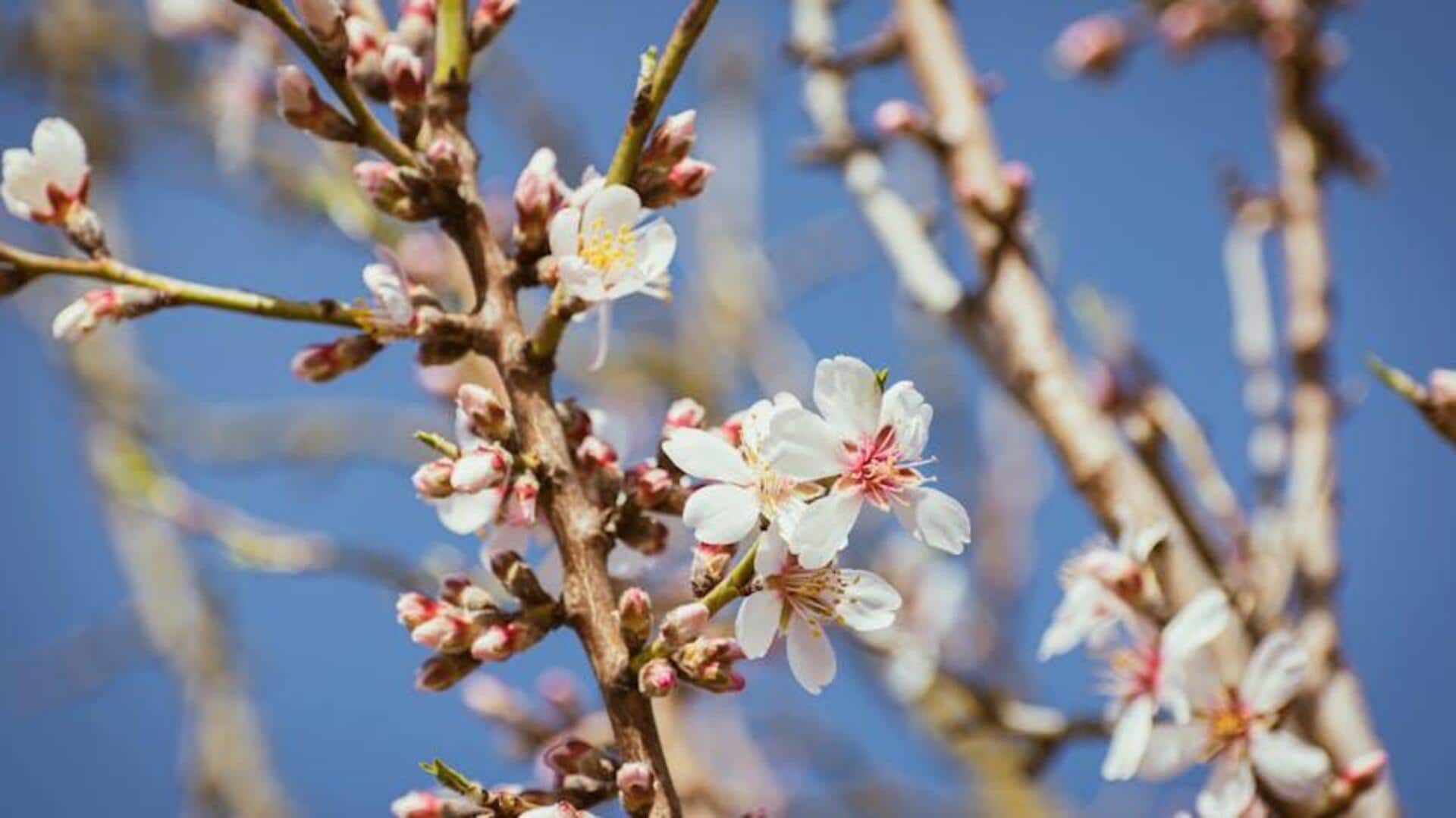 Tips Menanam Pohon Almond dengan Sukses
