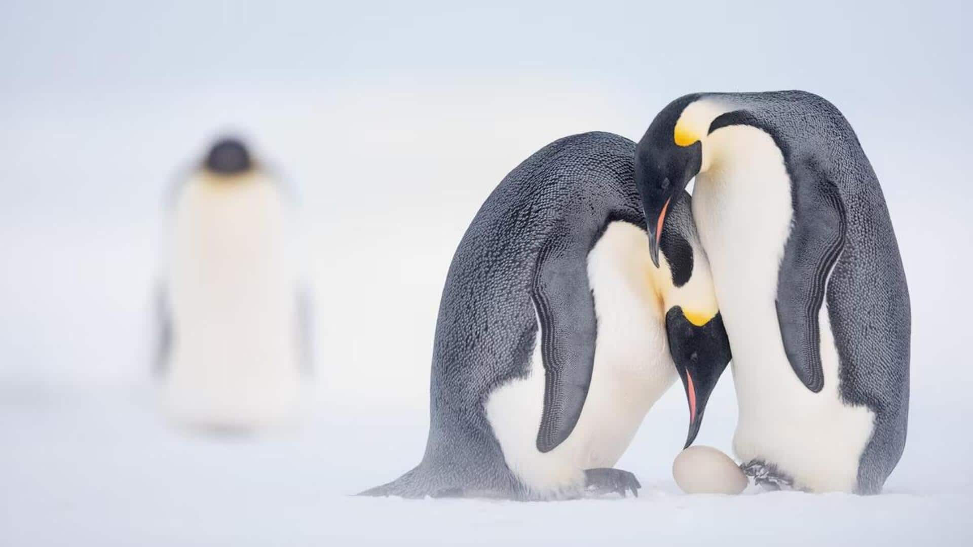 Mengungkap Pola Pengasuhan Anak Penguin di Kondisi Cuaca yang Ekstrem