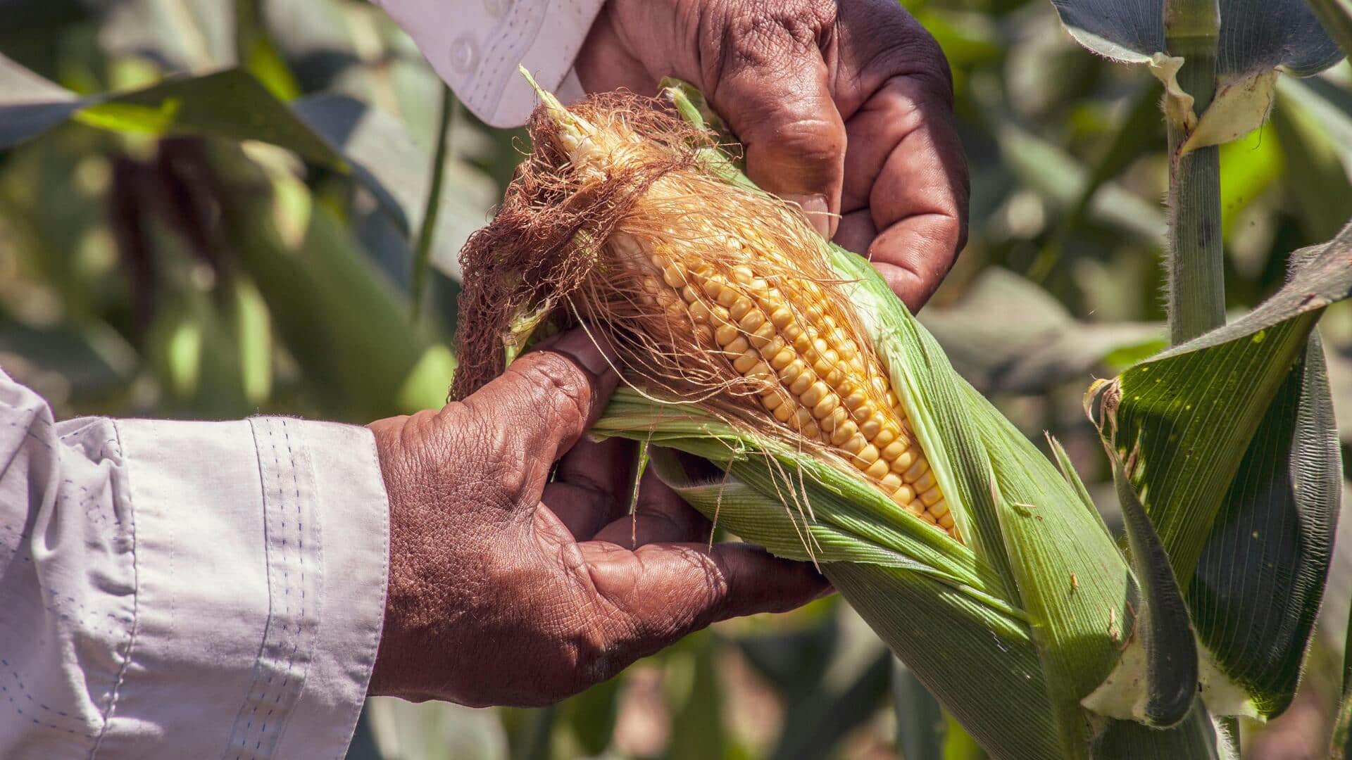 Manfaatkan Kulit Jagung untuk Kebun Kreatif