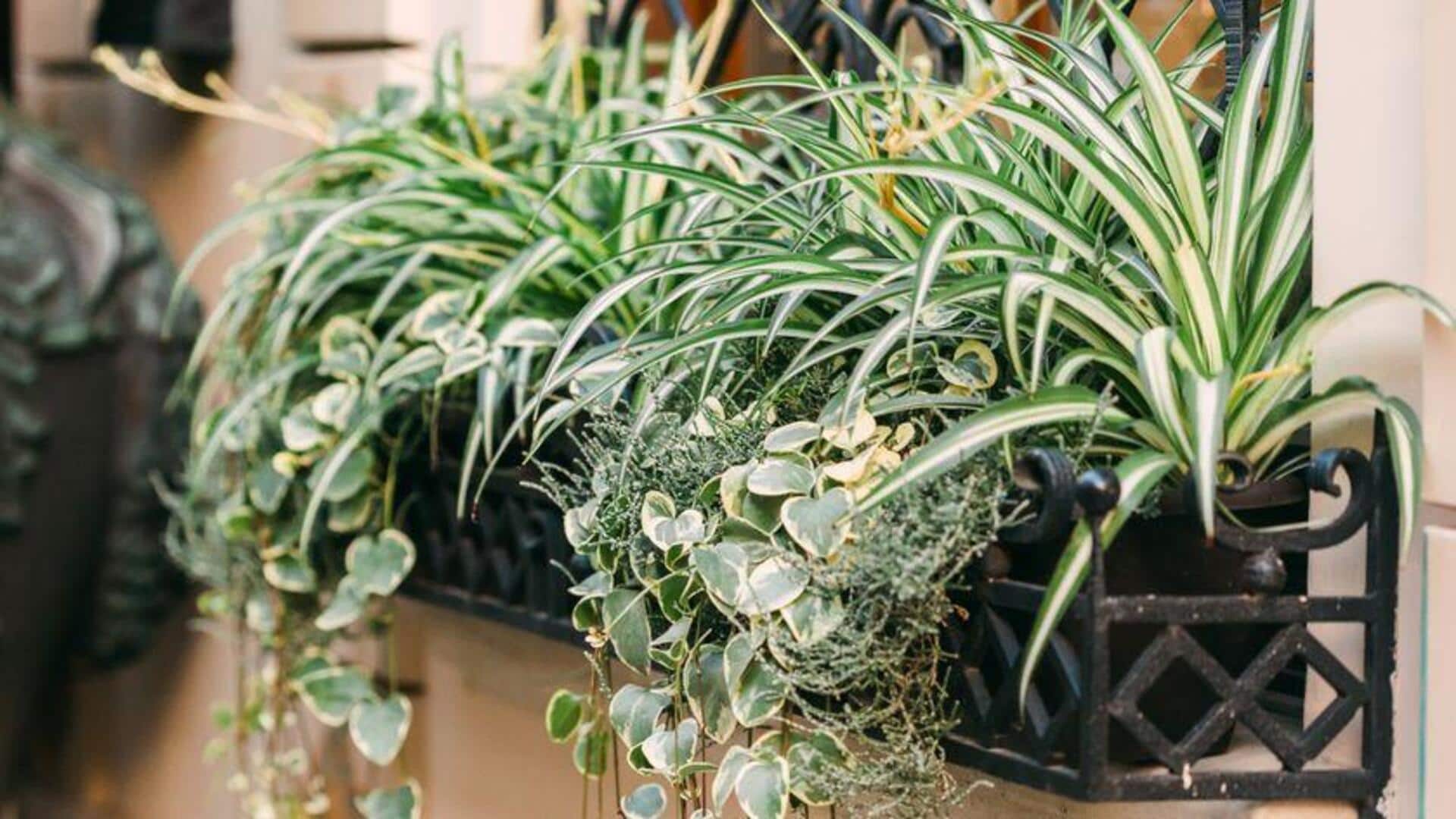 Manfaat Unik Berkebun dengan Chlorophytum