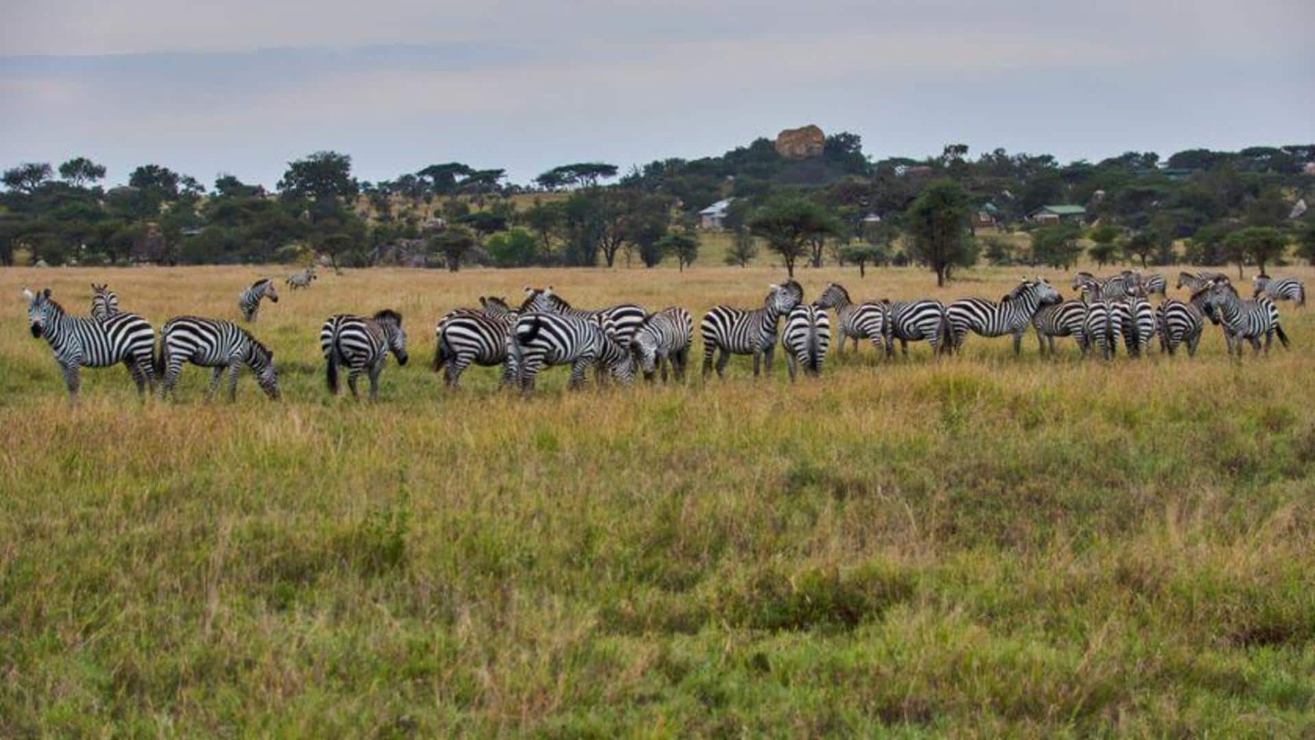 Mengamati Migrasi Besar di Taman Nasional Serengeti