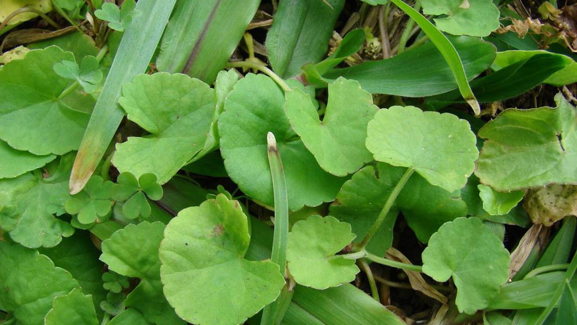 Manfaat Gotu Kola untuk meningkatkan kolagen Manfaat Gotu Kola untuk meningkatkan kolagen