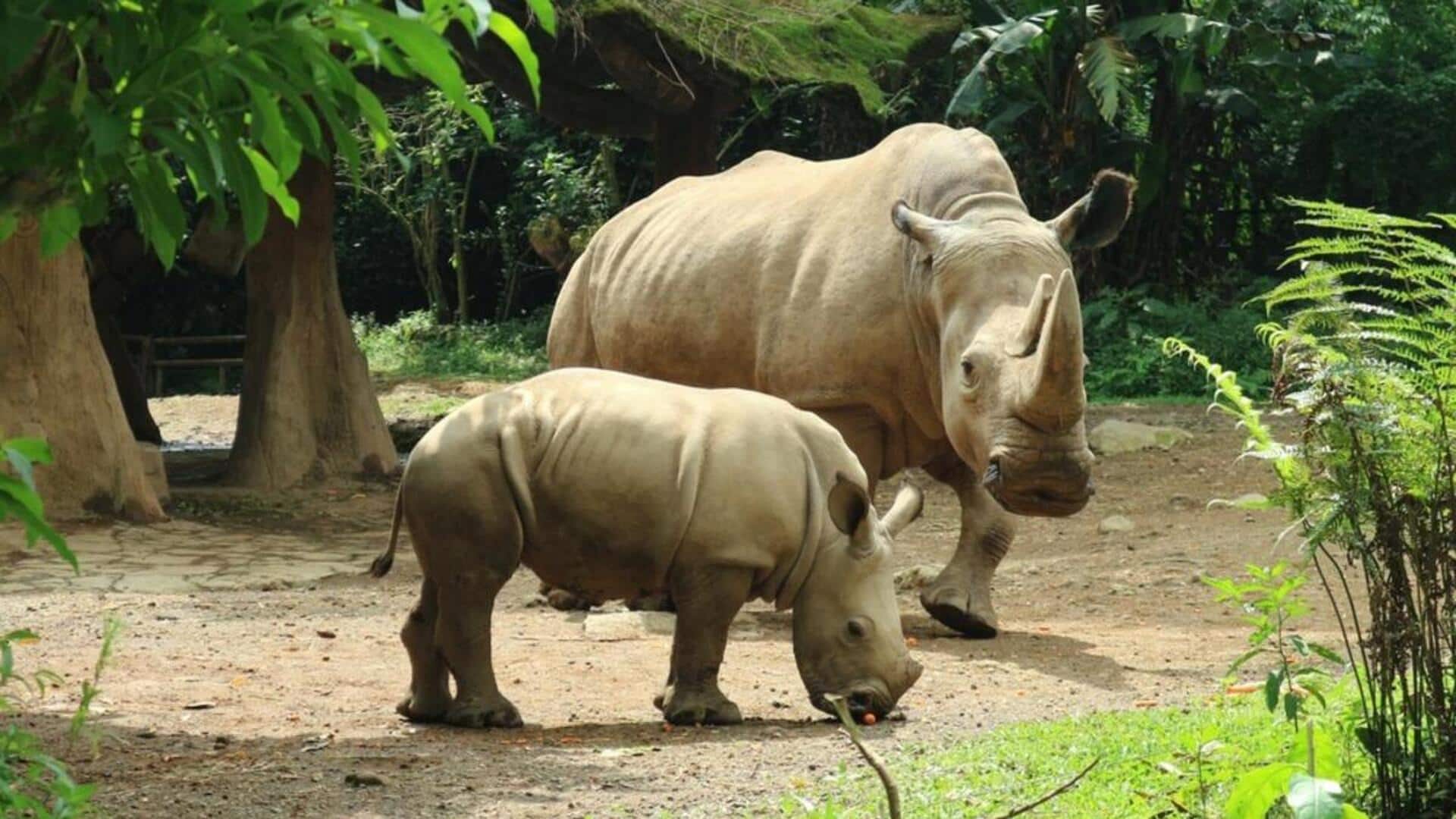Cara Unik Induk Badak dalam Mendidik Anak Mereka Cara Unik Induk Badak dalam Mendidik Anak Mereka