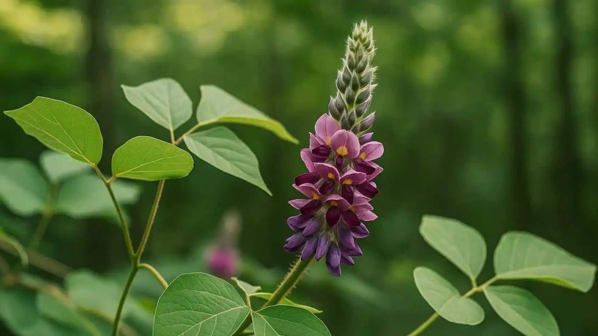 Manfaat Tersembunyi Kudzu dalam Kuliner Indonesia