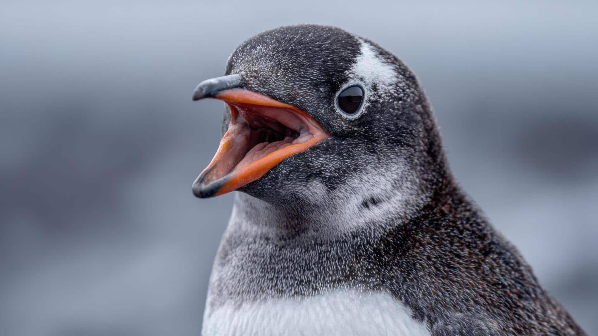 Lima Fungsi Unik dari Bentuk Paruh Penguin